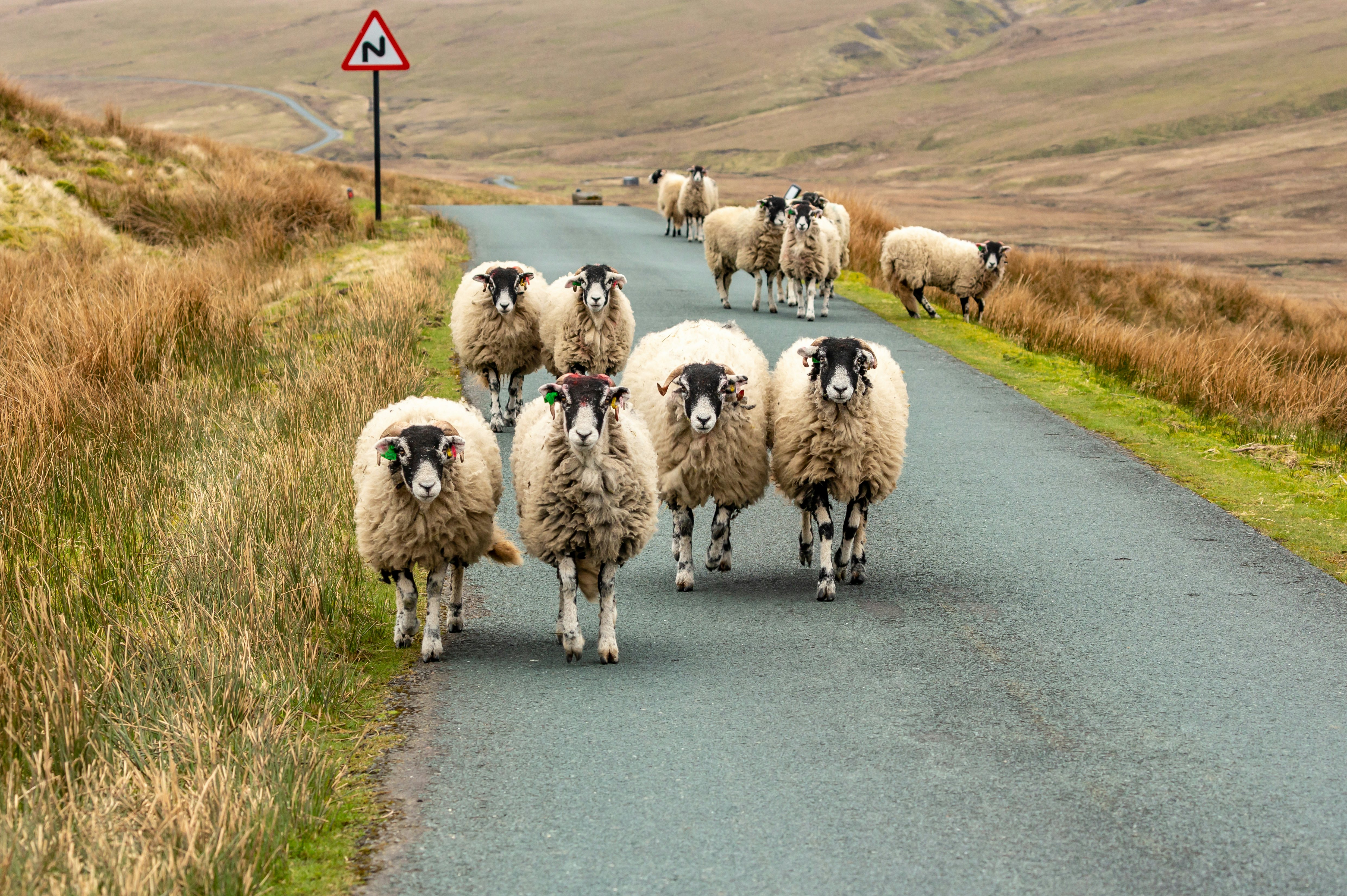 Swaledale ewes in early spring walking along a single track road in empty moorland in North Yorkshire.
