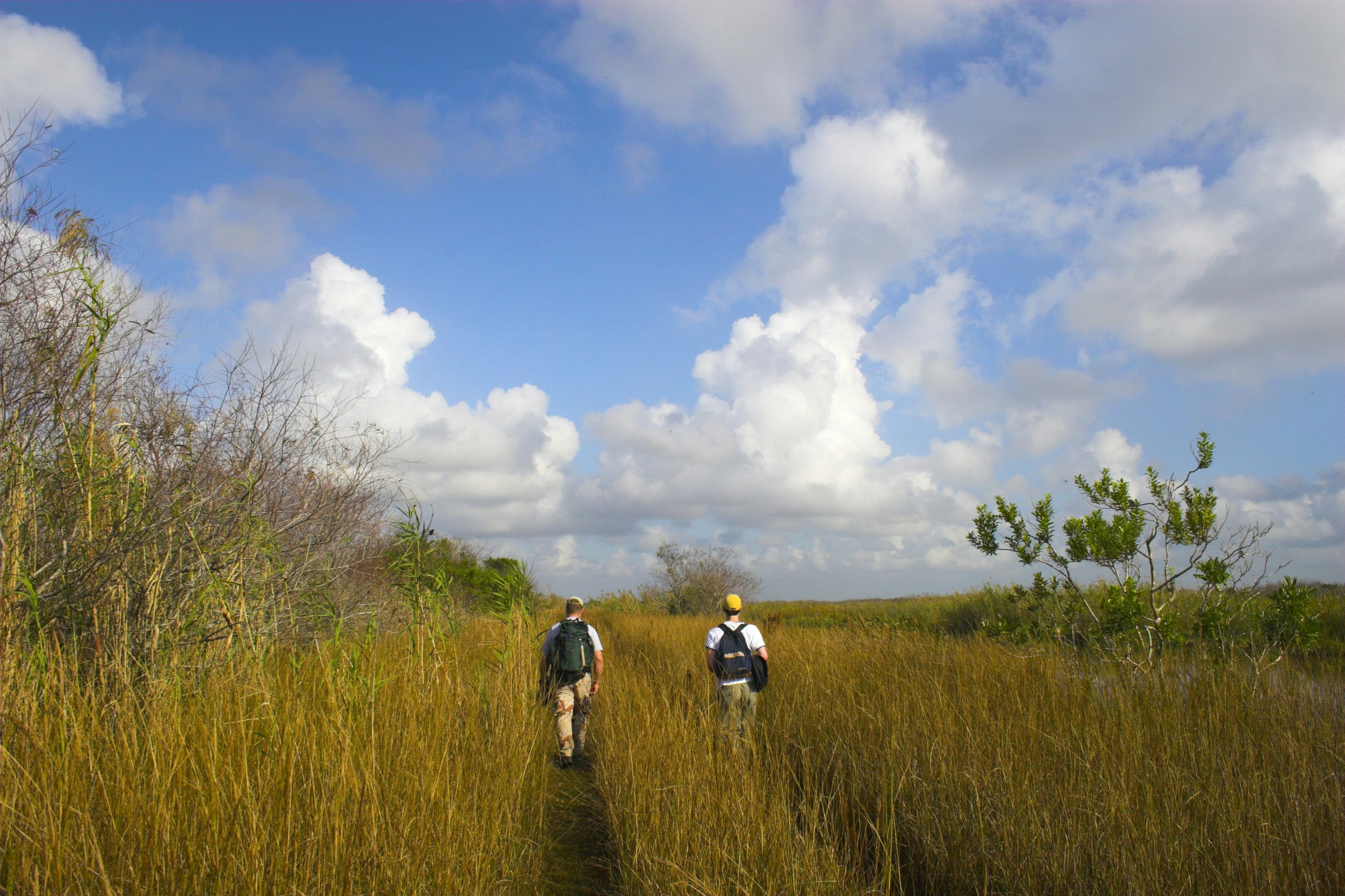 Two hikers walk through tall grasses.