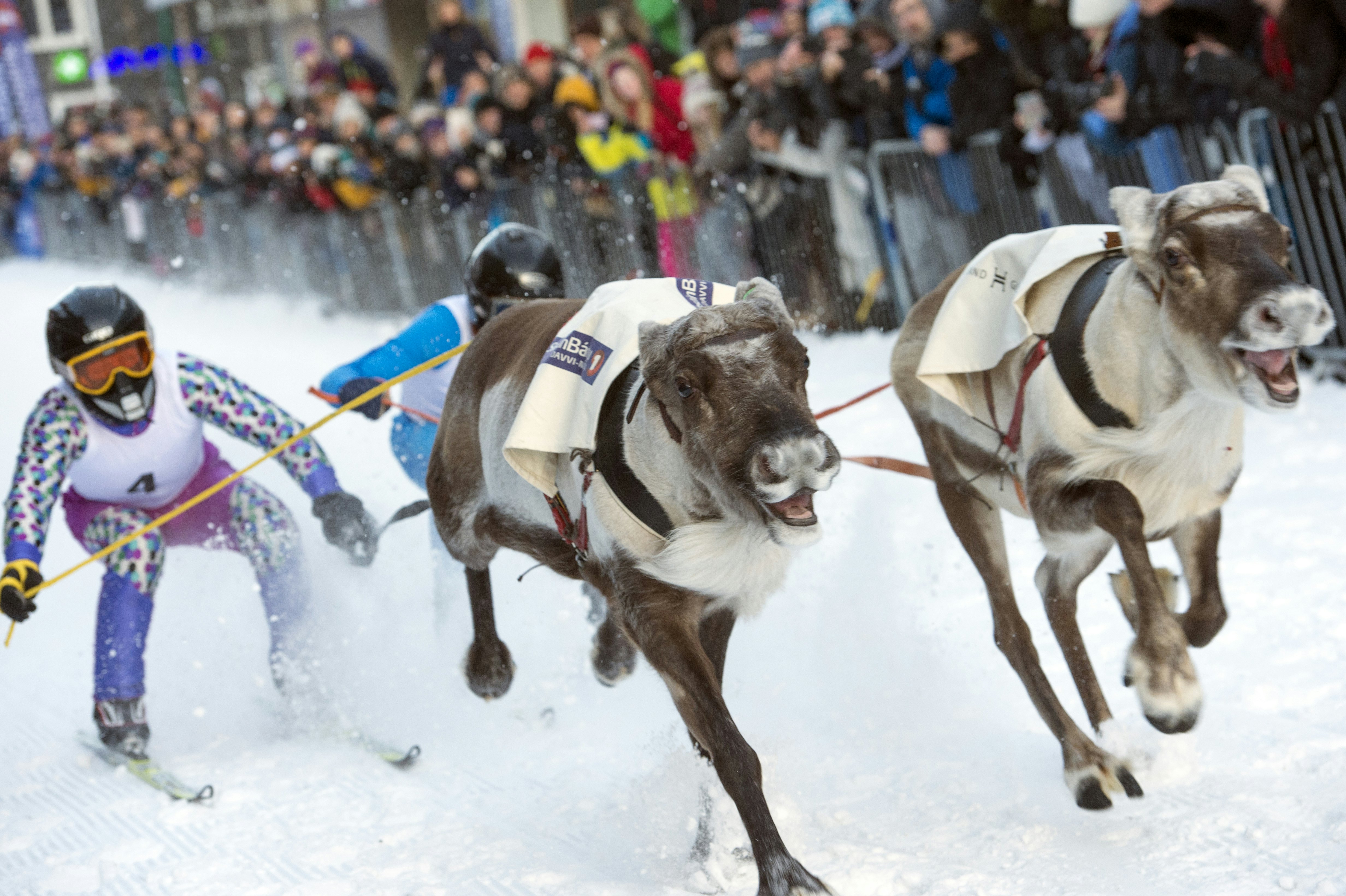 People watch as a pair of running reindeer pull two skiers down a snowy track.
