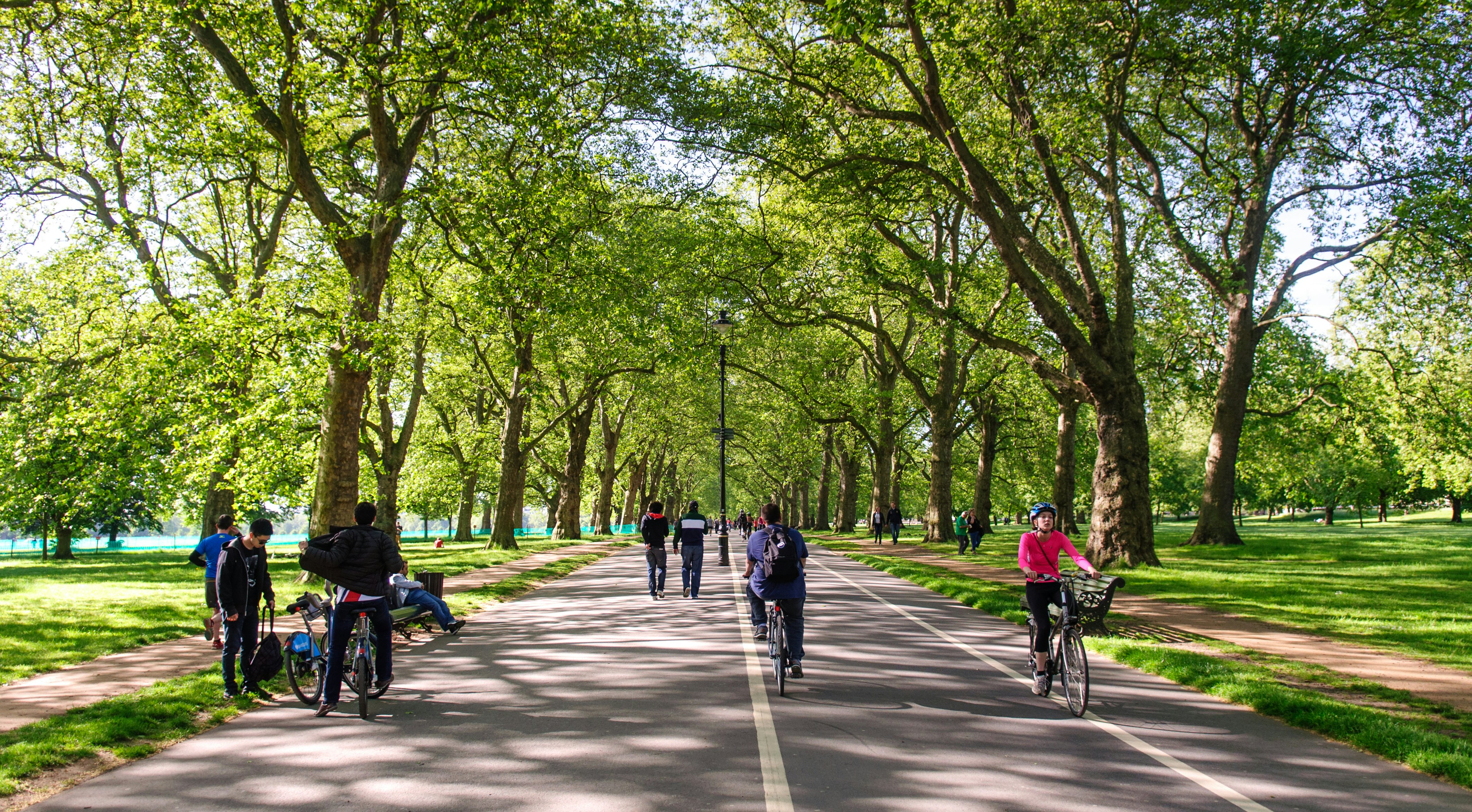 Commuters and tourists ride bicycles under the avenue of trees on the Broadwalk path through London's Hyde Park
