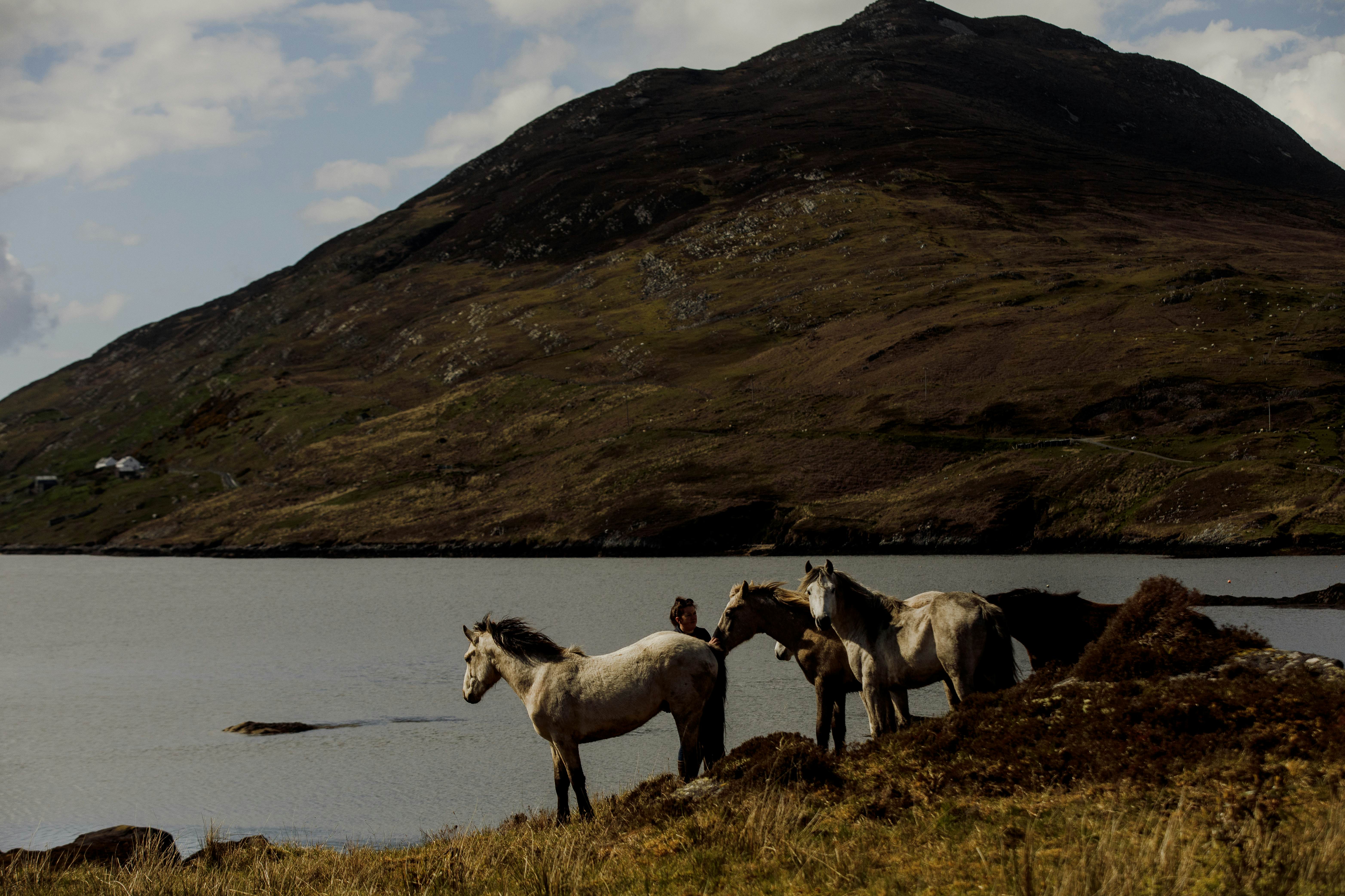 Connemara Ponies owned by Diamonds Equine near Renvyle Connemara
Ireland — 1397052