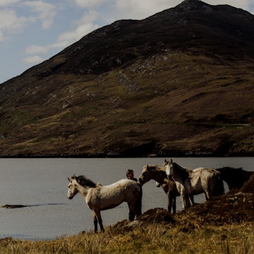 Connemara Ponies owned by Diamonds Equine near Renvyle Connemara
Ireland — 1397052