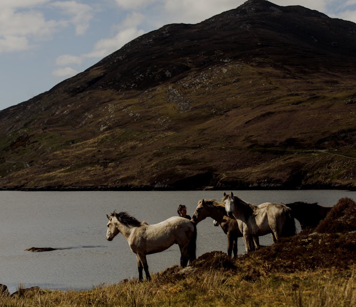 Connemara Ponies owned by Diamonds Equine near Renvyle Connemara
Ireland — 1397052