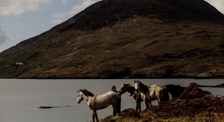 Connemara Ponies owned by Diamonds Equine near Renvyle Connemara
Ireland — 1397052