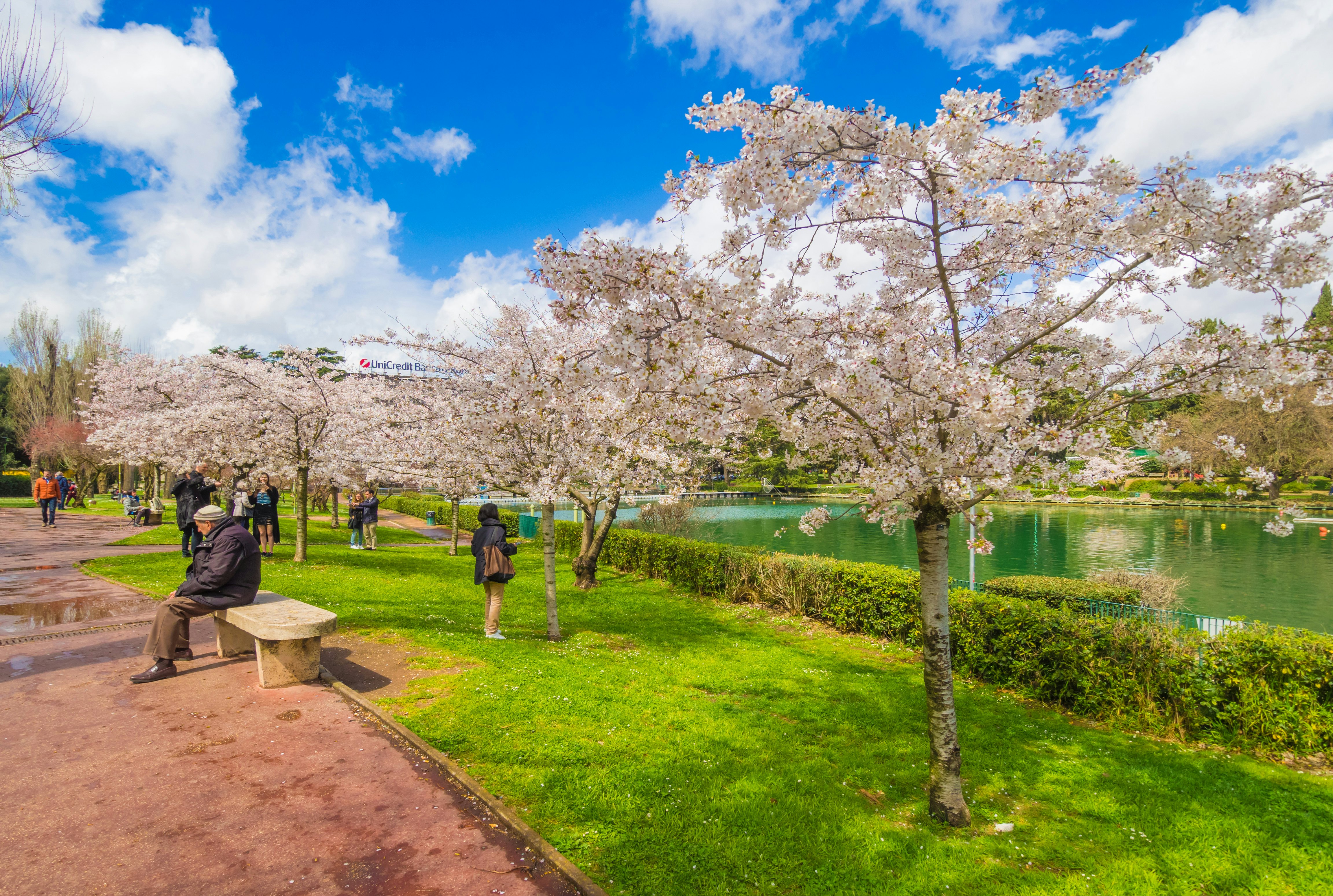 People enjoy a city park, passing by flowering cherry trees on a lawn by a lake.