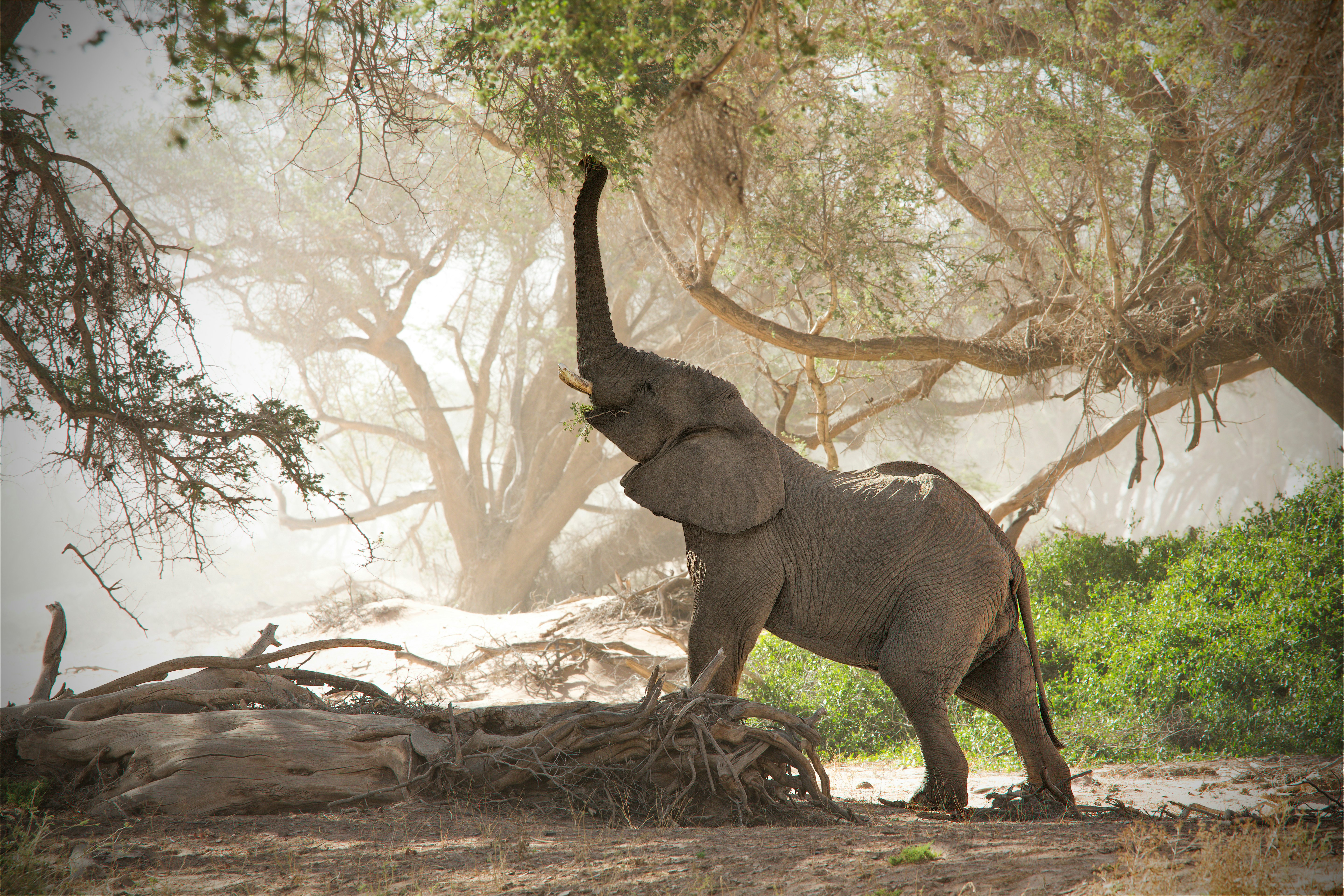 An elephant stands in a dry riverbed and extends its trunk to reach vegetation in a tree overhead.