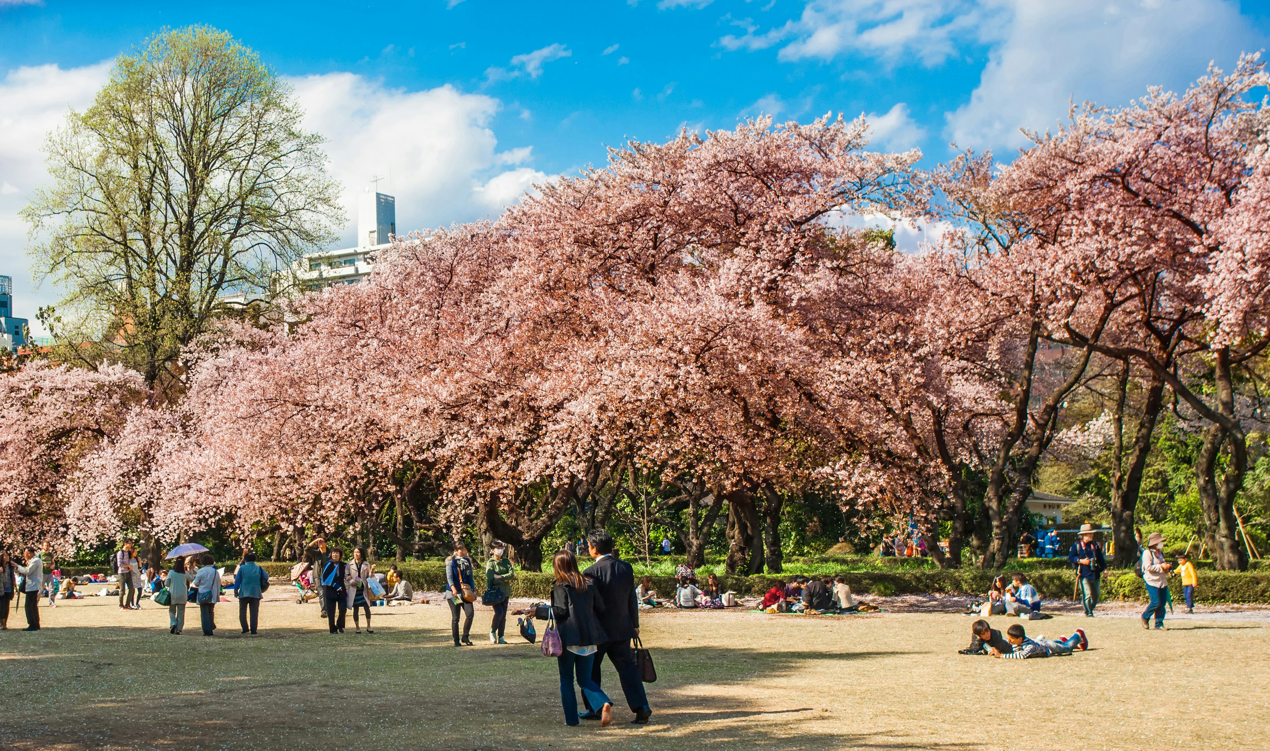 People wander around a garden with trees in bloom with pale pink cherry blossom.