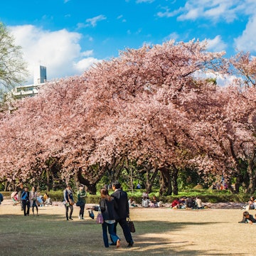 TOKYO, JAPAN - APRIL 4: Cherry blossoms in the Shinjuku Gyoen National Gardens on April 4, 2014 in Tokyo, Japan. Shinjuku Gyoen is a large park with an eminent garden in Shinjuku and Shibuya., License Type: media, Download Time: 2025-10-14T12:22:38.000Z, User: katelyn.perry_lonelyplanet, Editorial: true, purchase_order: 65050 - Digital Destinations and Articles, job: wip, client: wip, other: Katelyn Perry