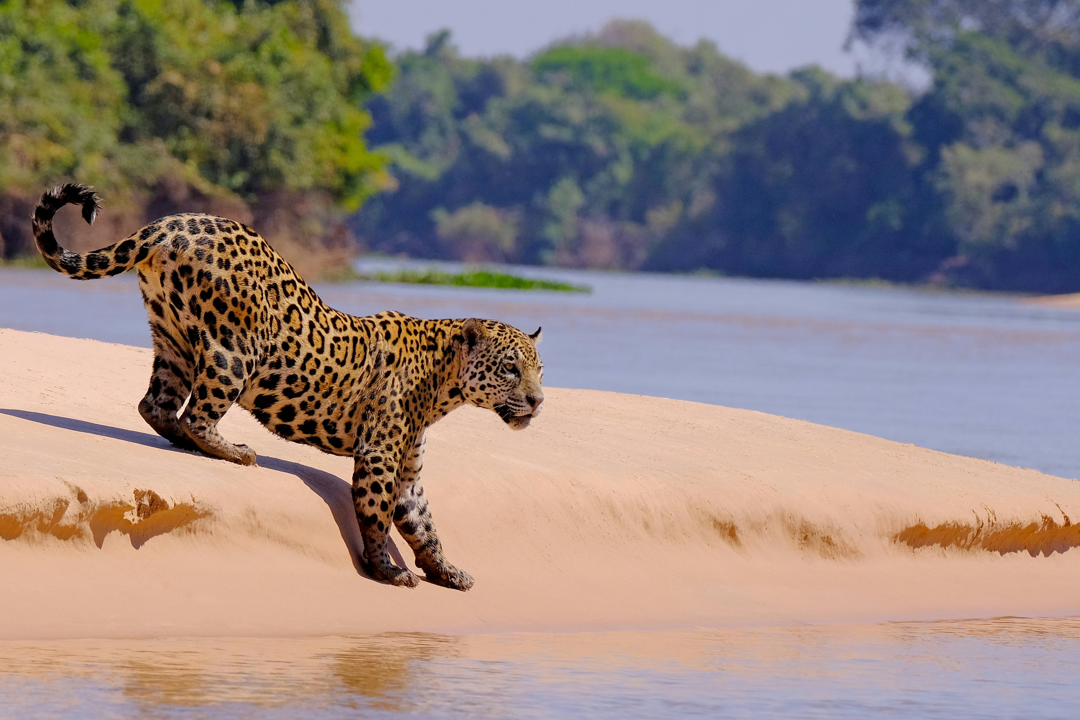 A jaguar on a sandbar island in the Pantanal, Brazil, with a river flowing behind.