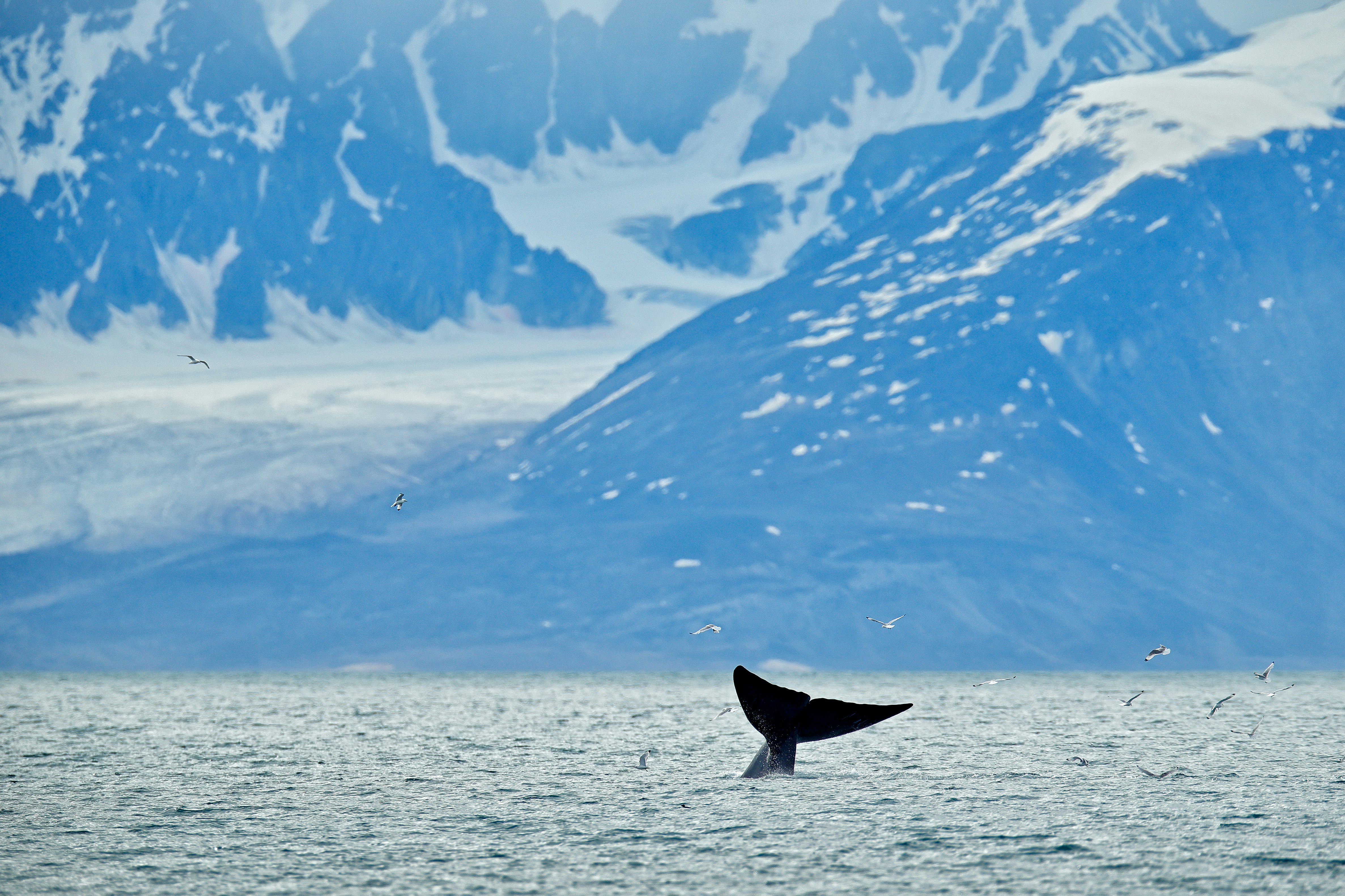 The tale of a whale is seen above the water. A glacier descending to the sea is seen in the distance.