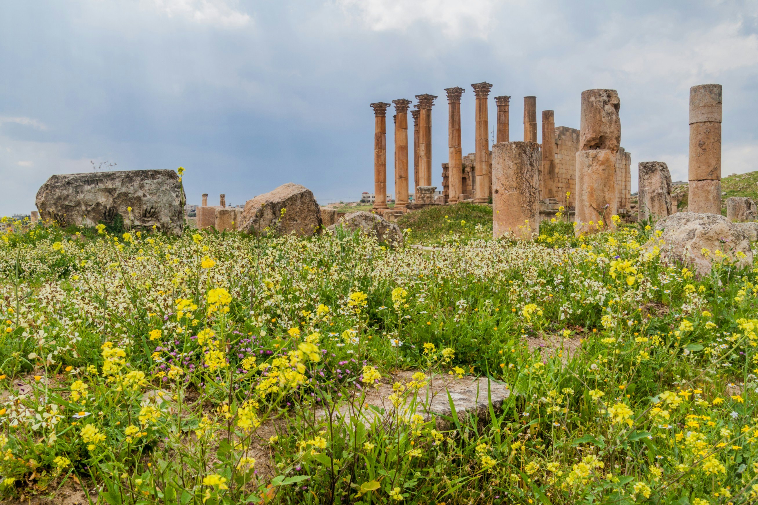 Yellow flowers bloom at the foot of a series of ancient Roman columns.