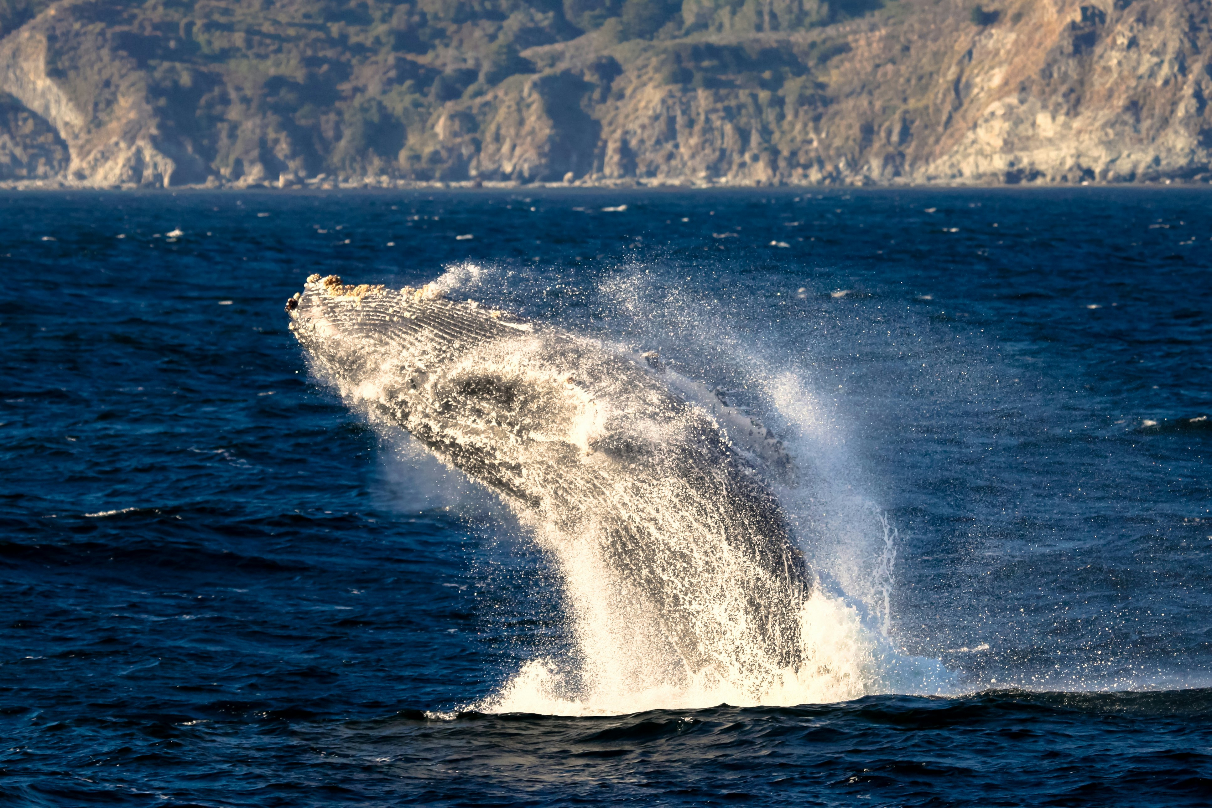A humpback whale breaches in the ocean not far from a rocky coastline.