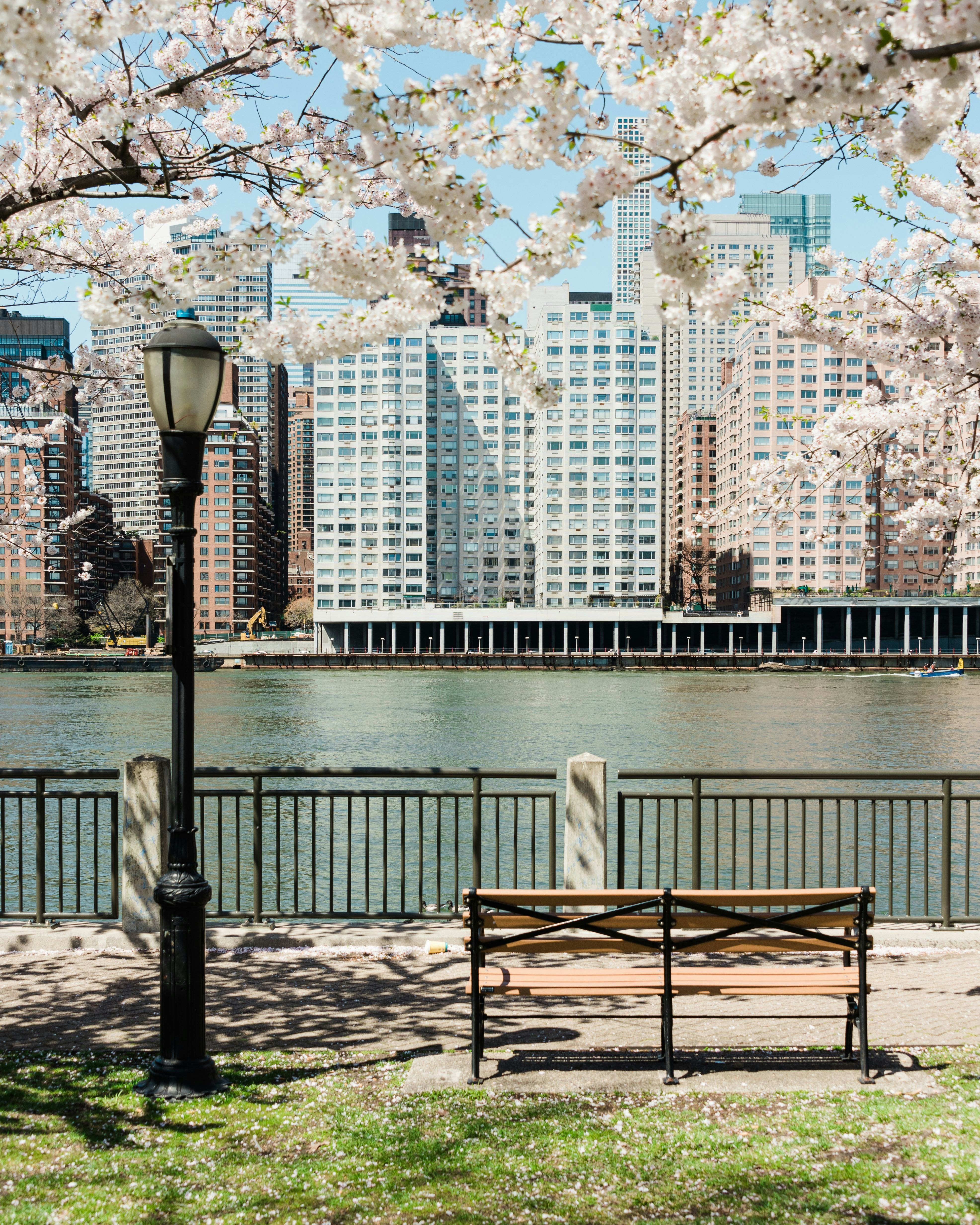 A bench by a river is underneath blooming cherry blossoms across from tall buildings.