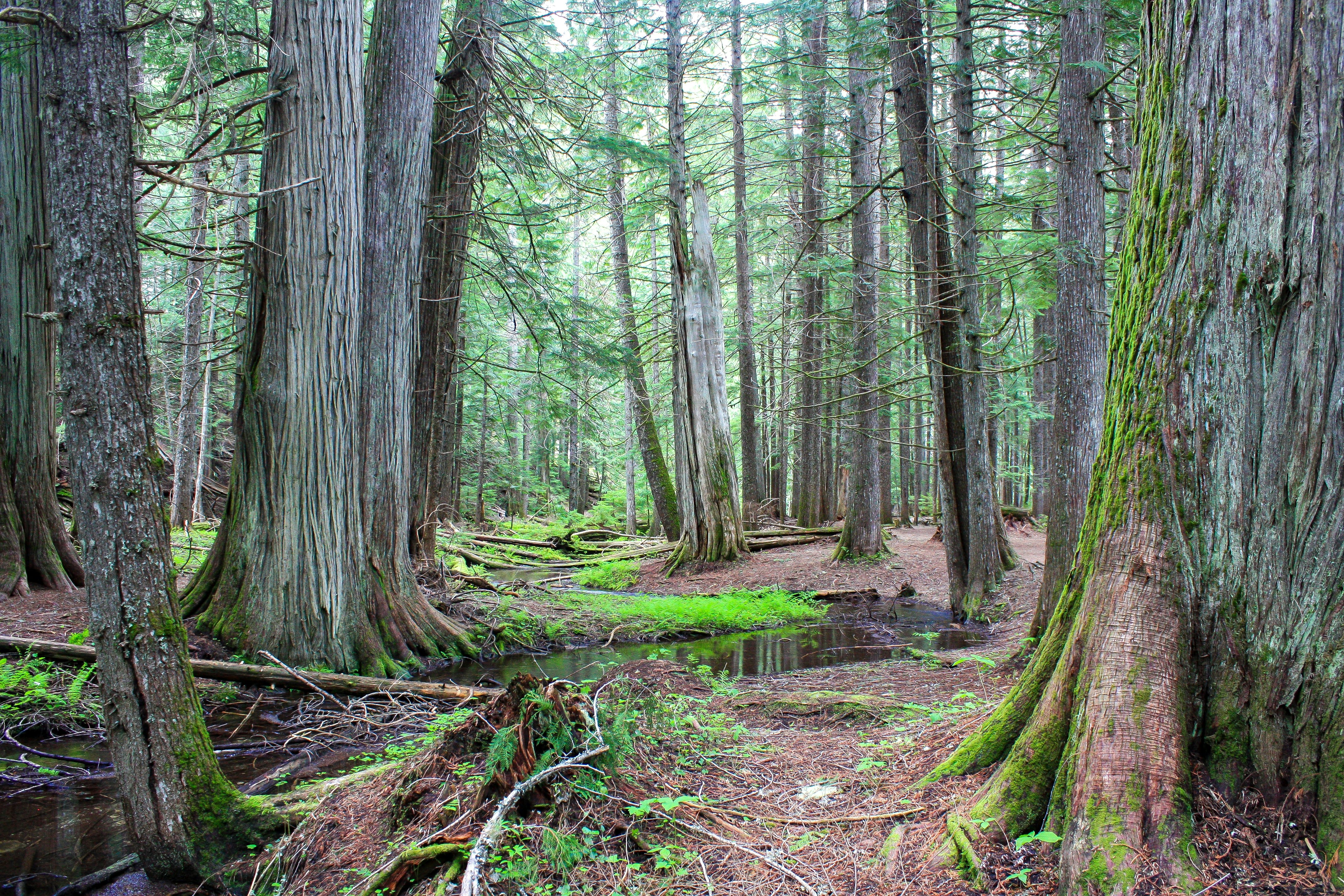 Ross Creek Cedars Scenic Area in Montana
