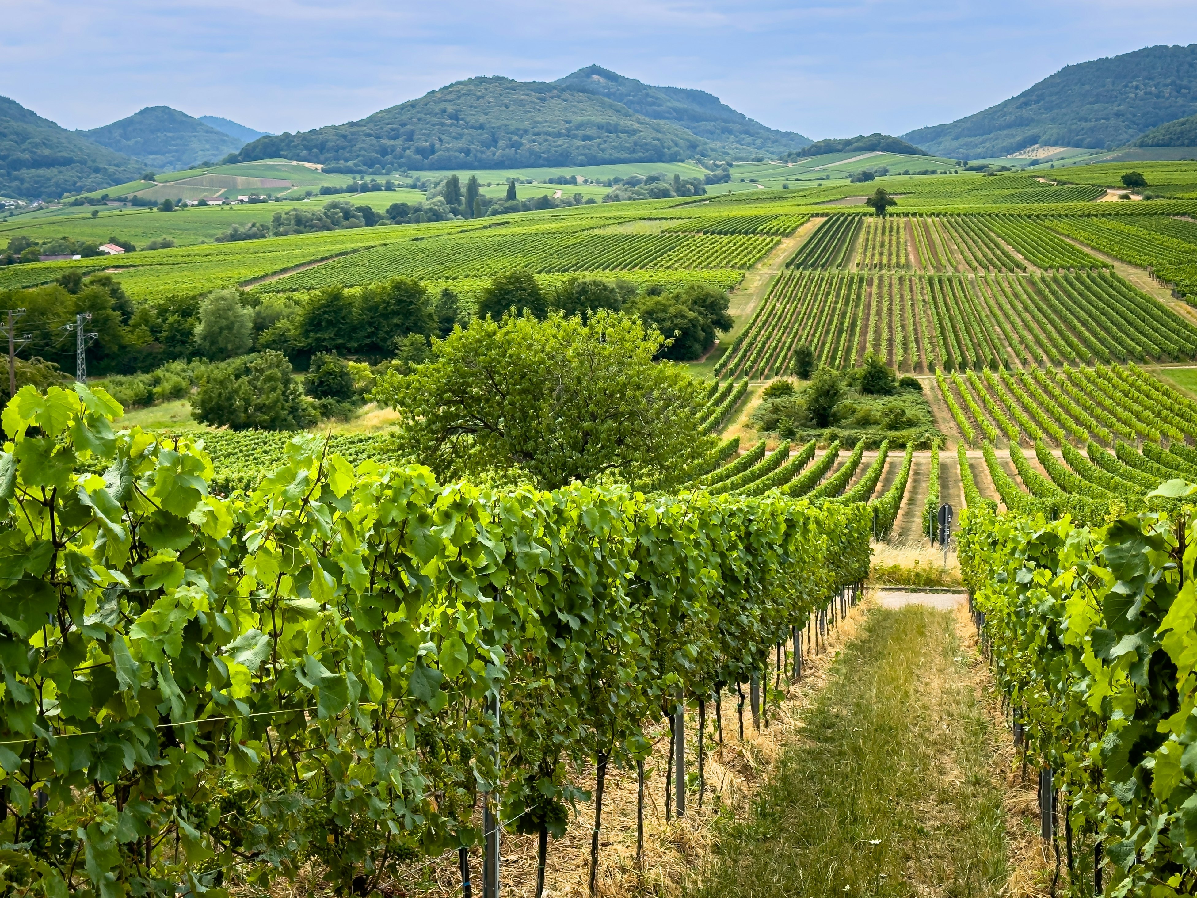 A view of green vines in vineyards stretching toward hills in the distance.