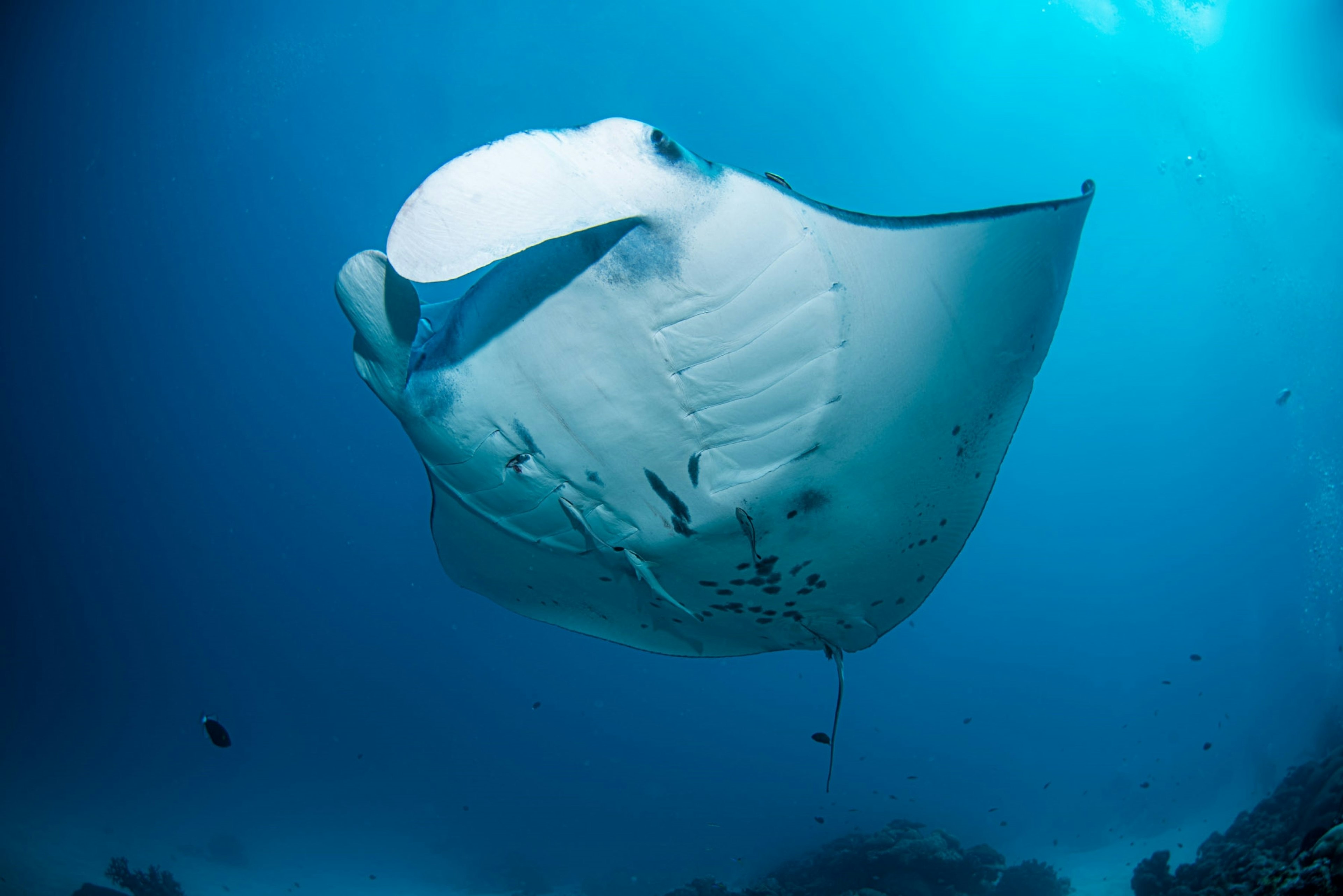 A manta ray in deep blue water in Palau.