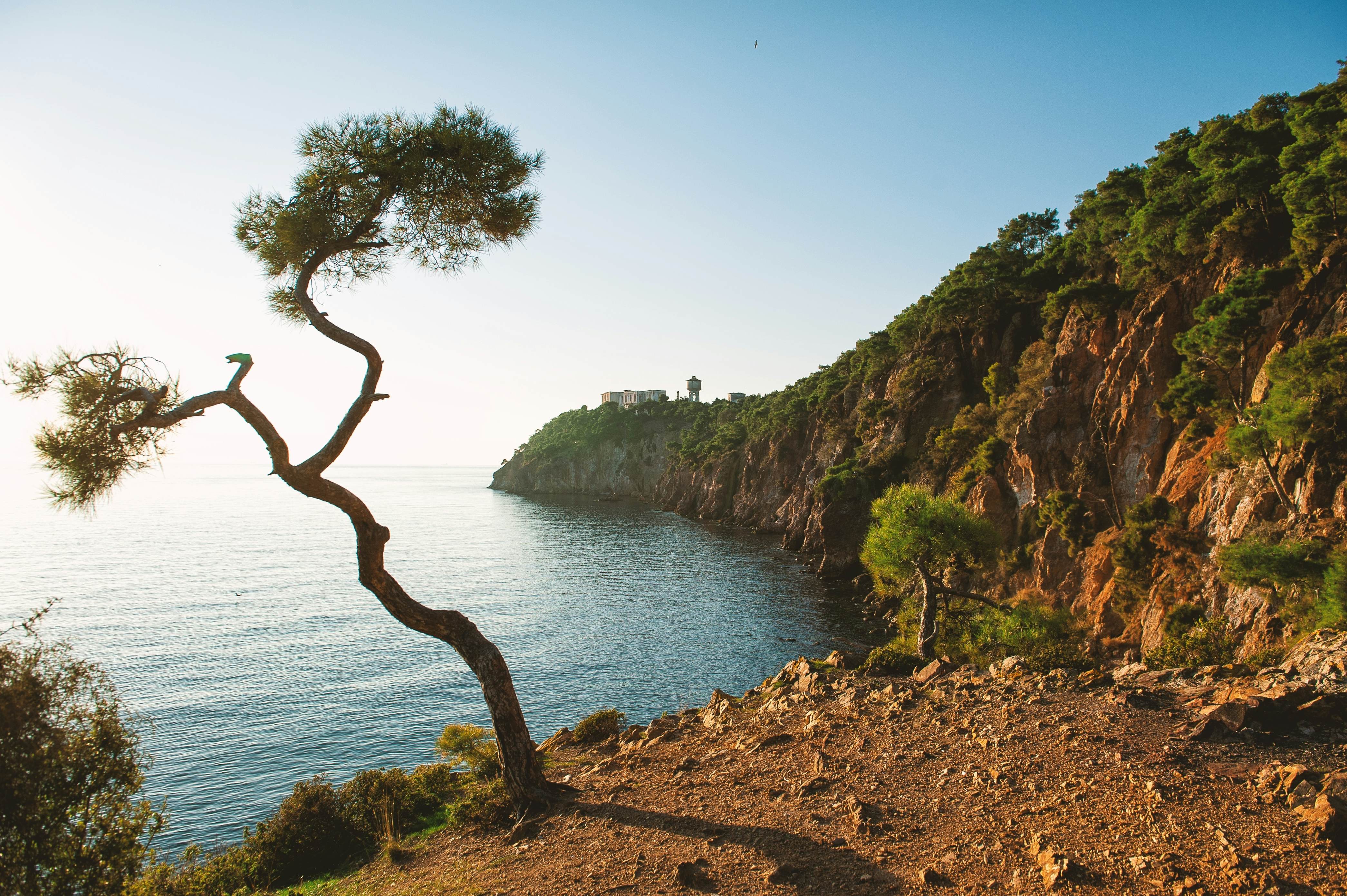 Big curved pine tree on the Prince island, Buyukada, Turkey, Istanbul, License Type: media, Download Time: 2026-02-19T00:58:23.000Z, User: bhealy950, Editorial: false, purchase_order: 65050 - Digital Destinations and Articles, job: Lonely Planet Online Editorial, client: Best day trips from Istanbul, other: Brian Healy
