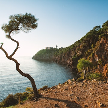 Big curved pine tree on the Prince island, Buyukada, Turkey, Istanbul, License Type: media, Download Time: 2026-02-19T00:58:23.000Z, User: bhealy950, Editorial: false, purchase_order: 65050 - Digital Destinations and Articles, job: Lonely Planet Online Editorial, client: Best day trips from Istanbul, other: Brian Healy