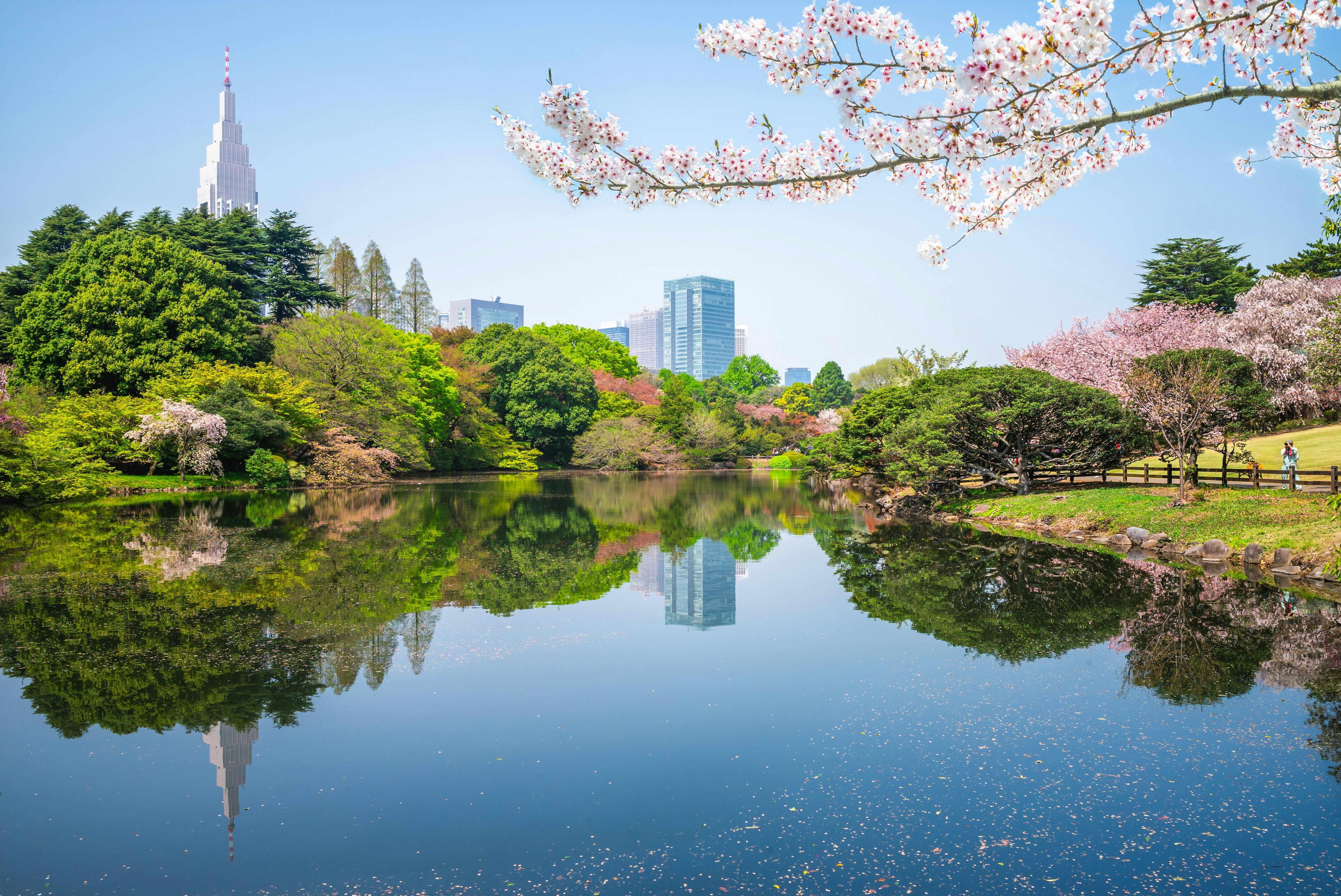 Cherry blossoms amidst green trees, with a pond in the foreground and buildings in the background.  Shinjuku Gyoen, Tokyo.