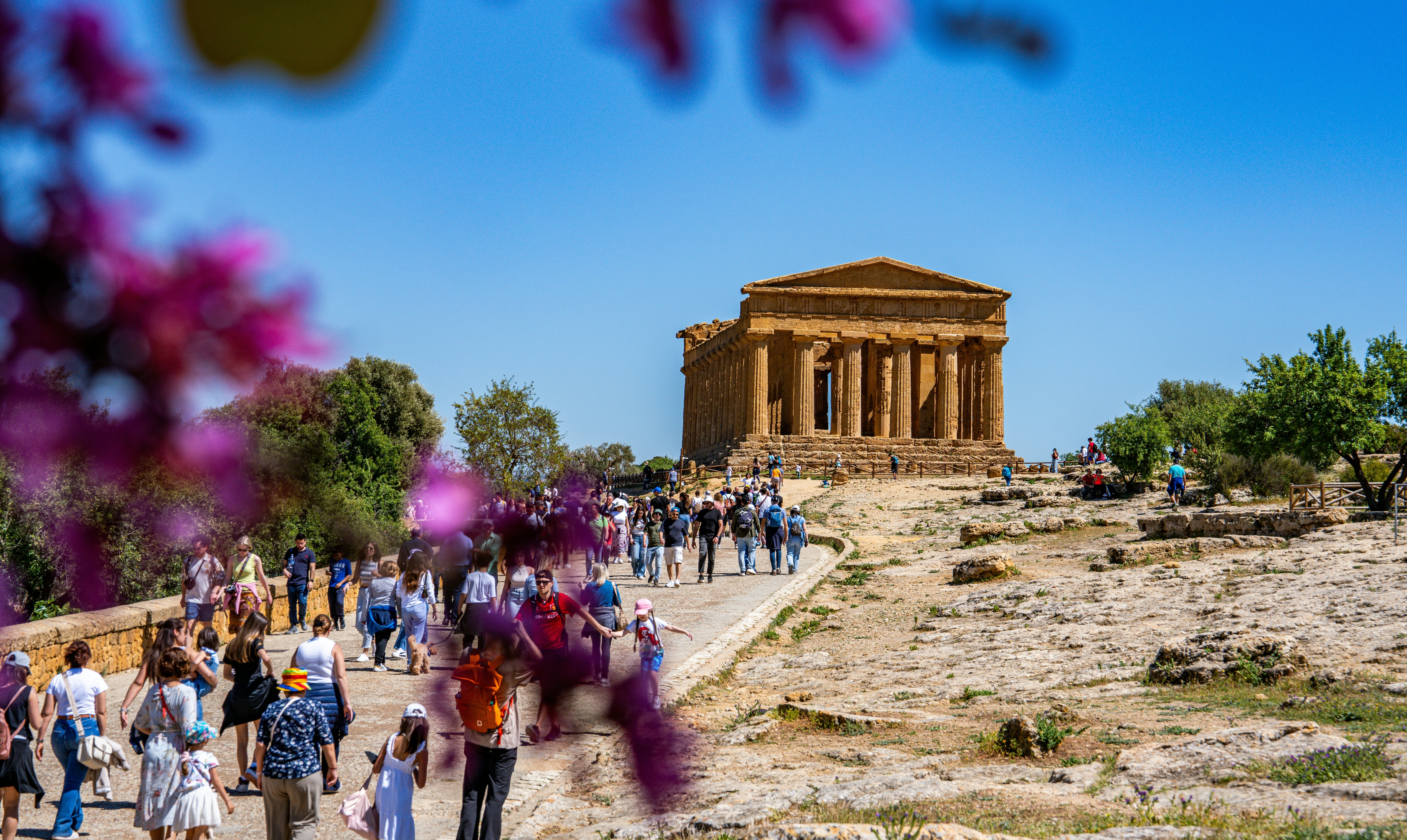 Crowds walk along a path toward an ancient Greek temple. Blurry blossoms frame the image.