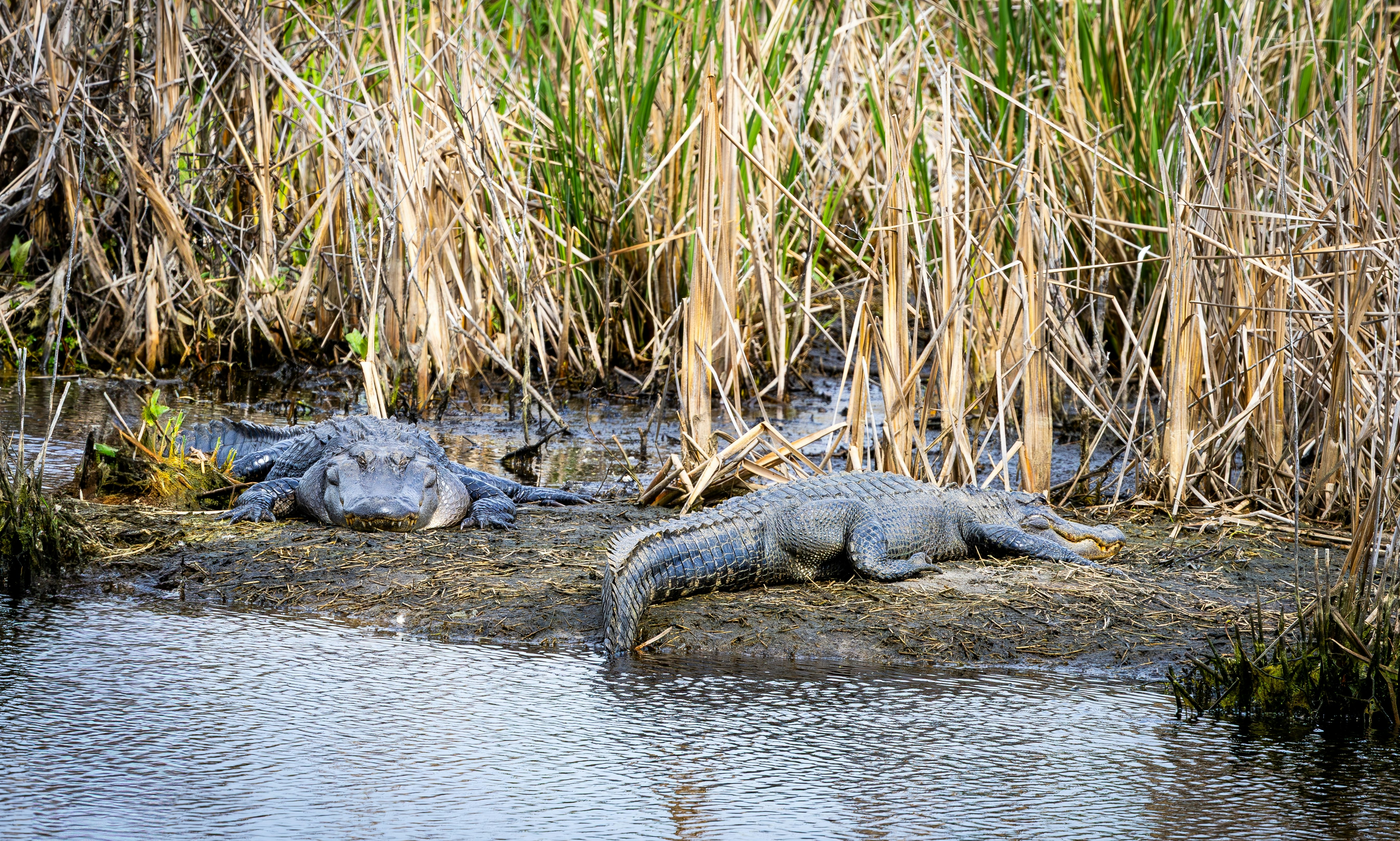 American alligators among the reeds at Savannah National Wildlife Refuge in Georgia, USA.