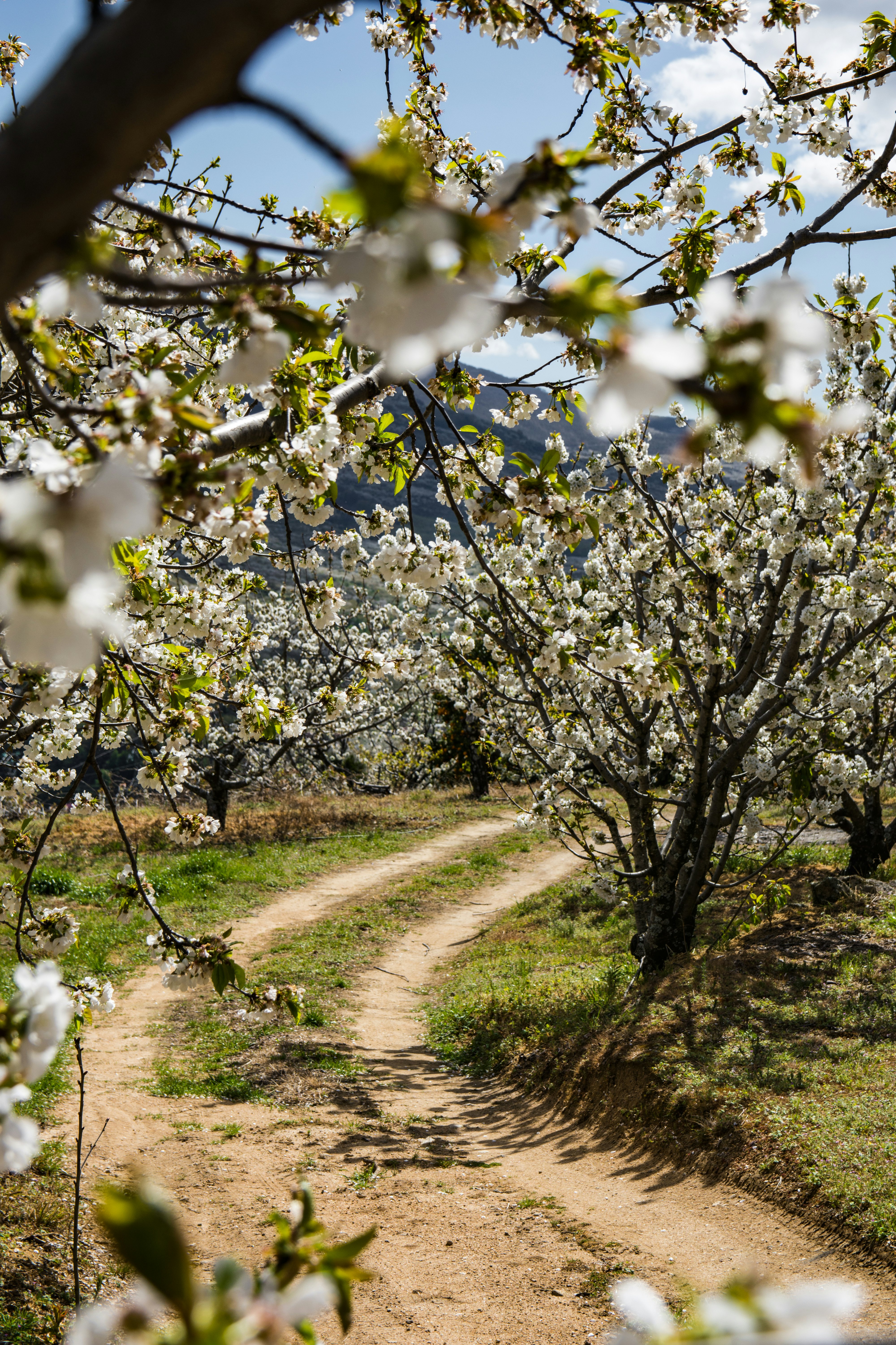 Cherry blossoms in the Jerte Valley of Spain.