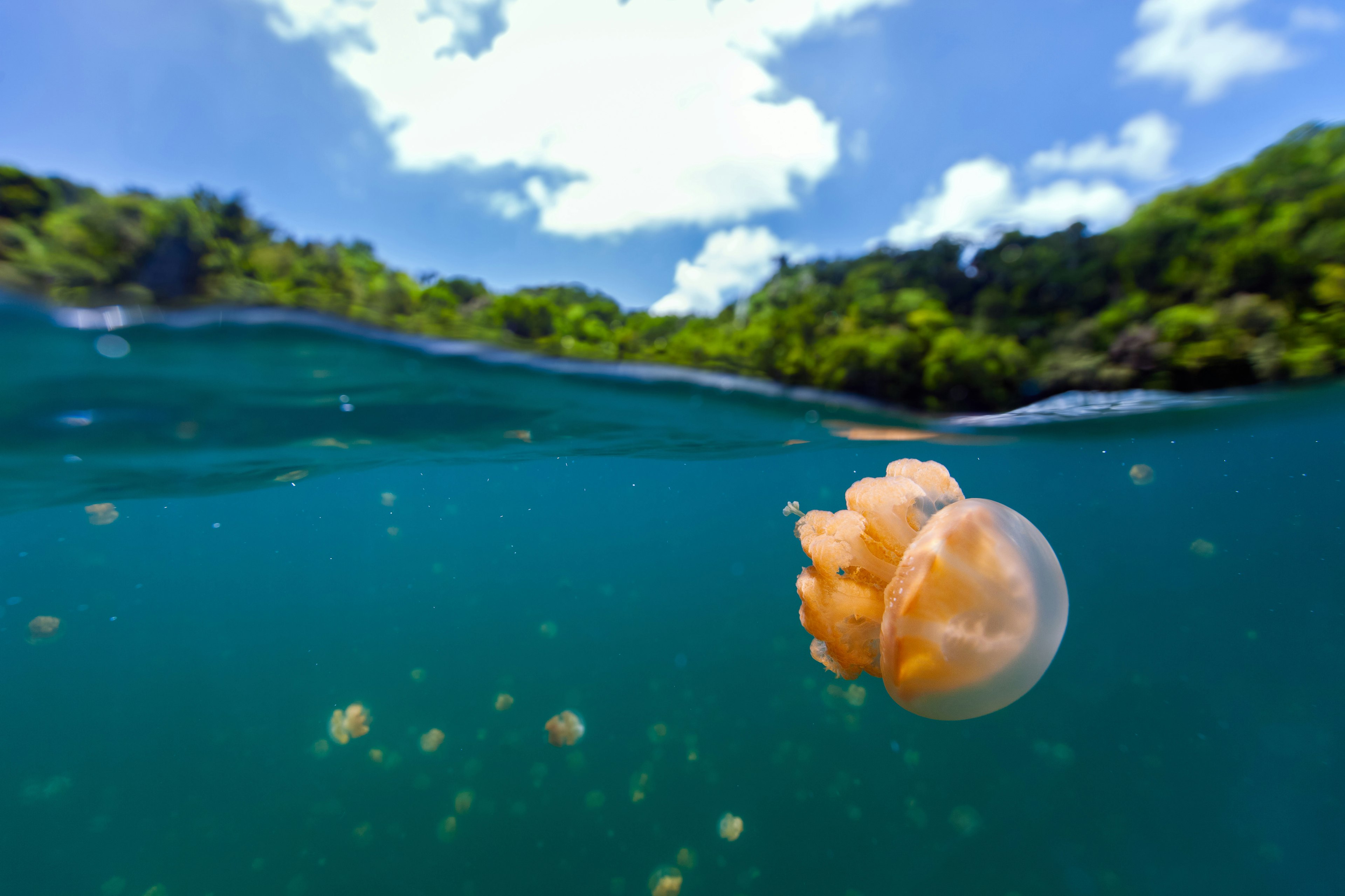 Photo of endemic golden jellyfish in Jellyfish Lake in Palau, with green hills above the water.