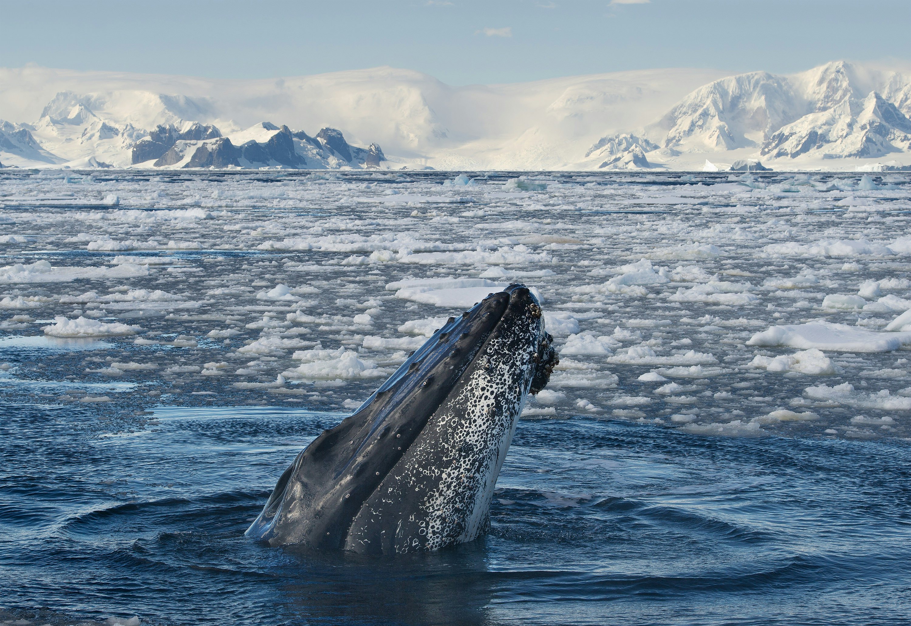 A humpback whale breaches amid sea ice with icy mountains behind in Antarctica.