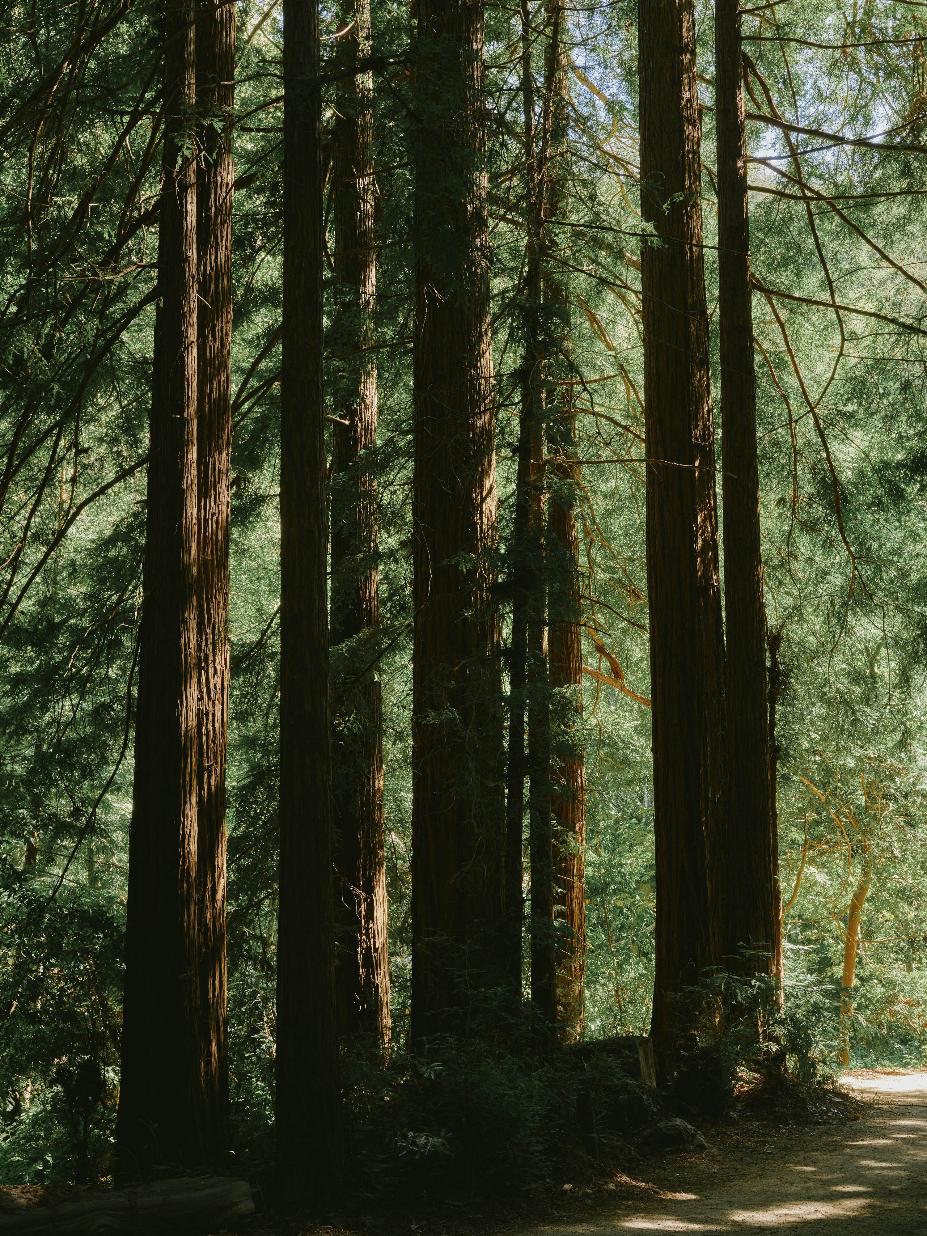 Redwoods in Big Sur.