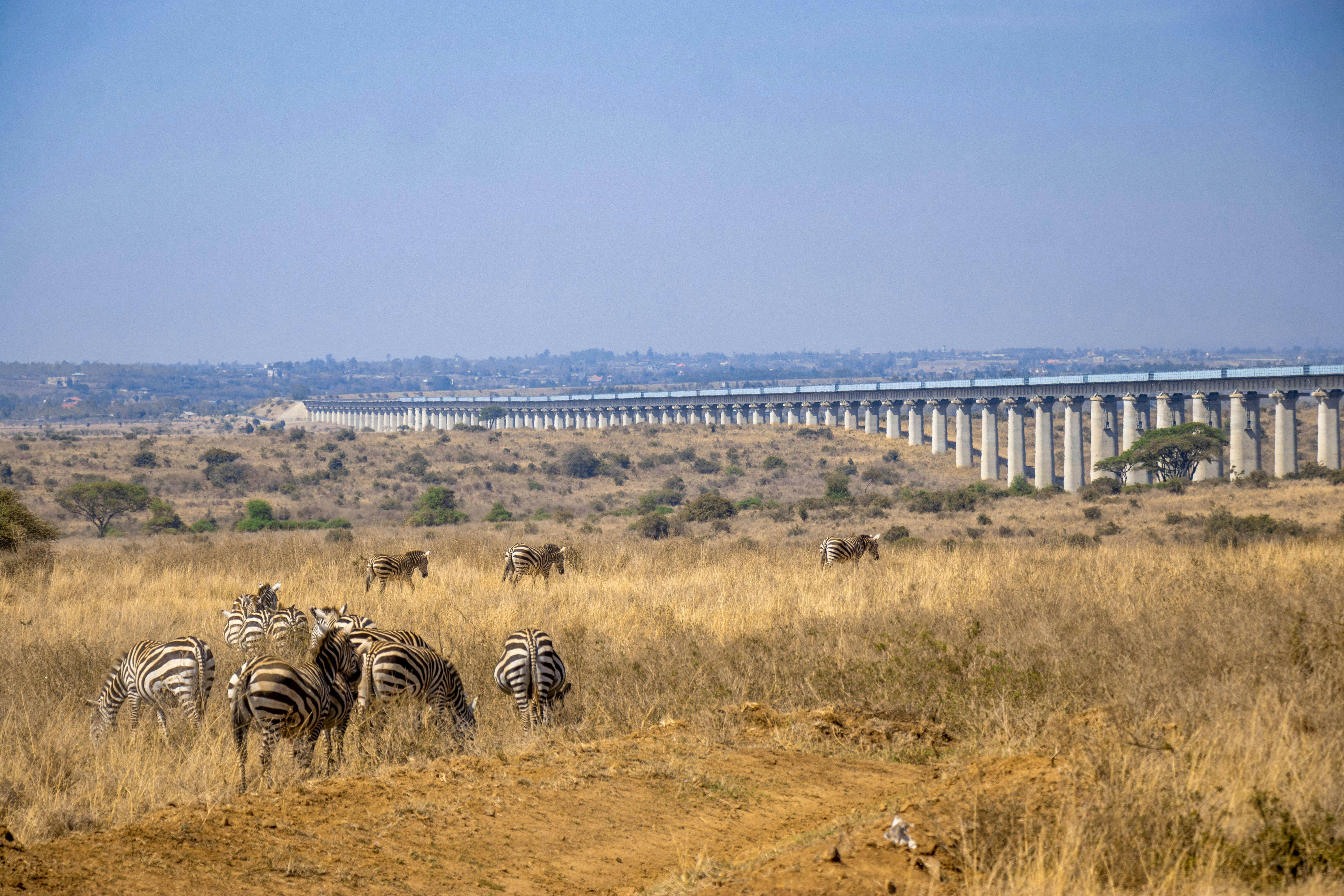 The SGR passes through Nairobi National Park. 