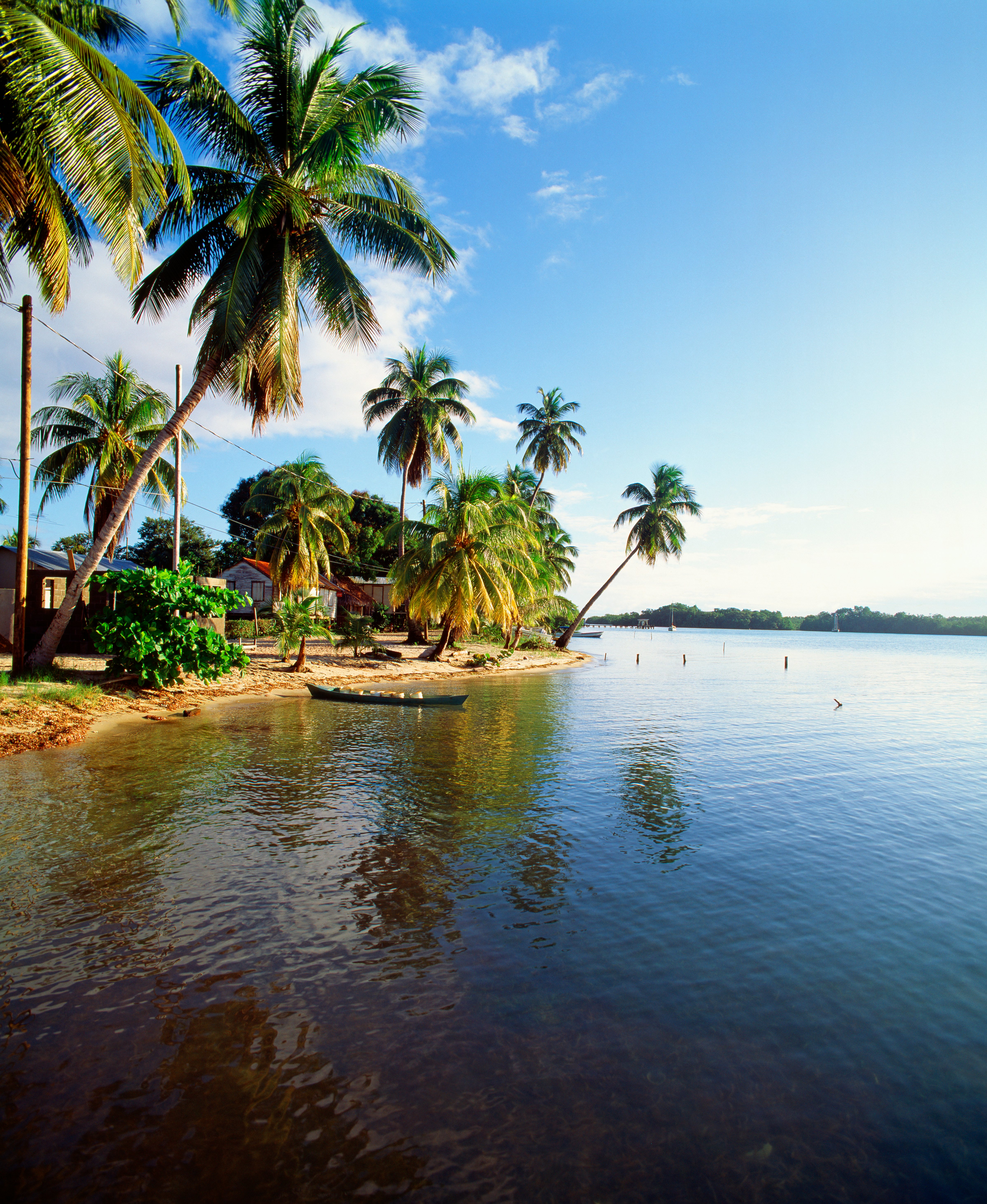 Palm trees and houses by the water.