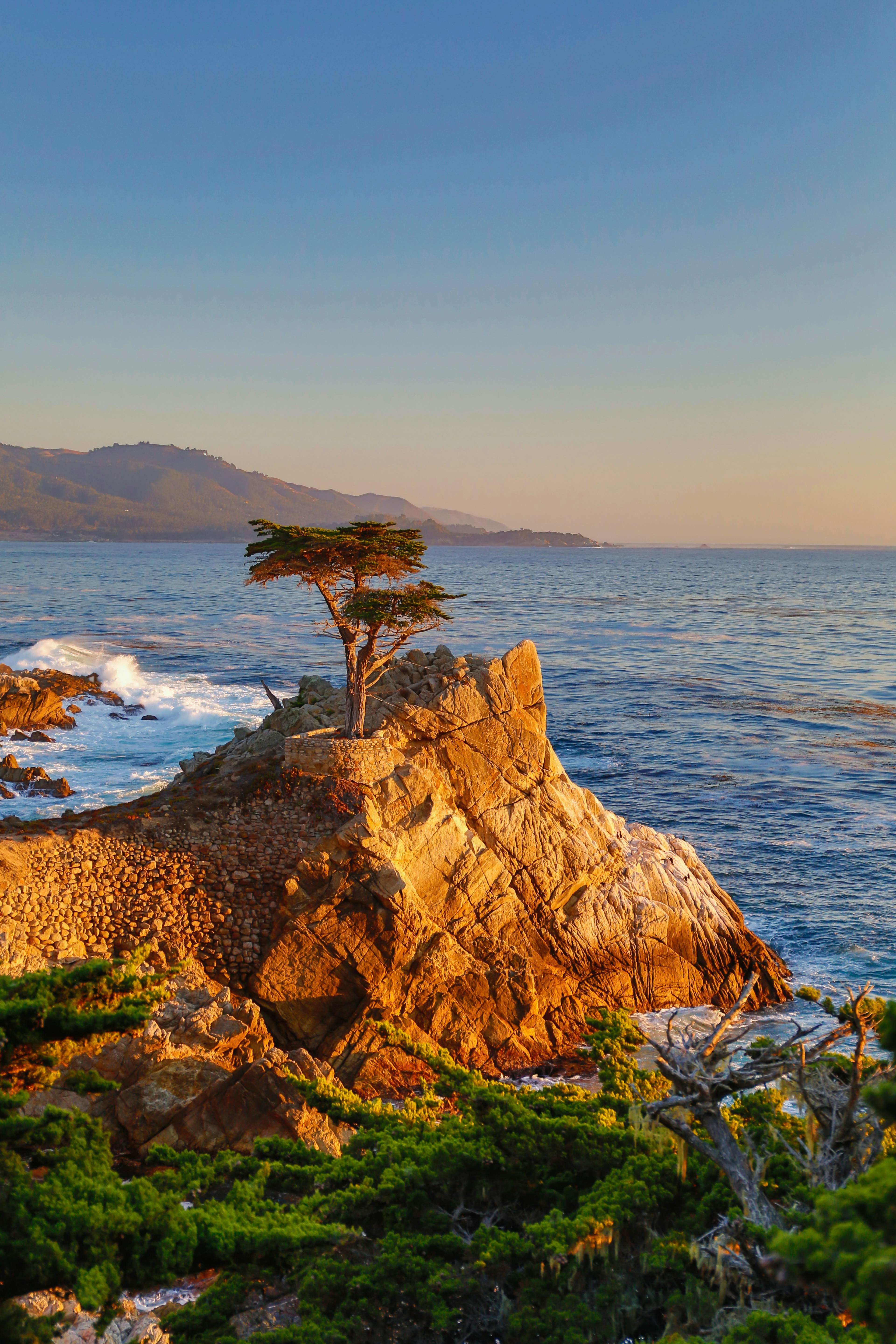 Lone cypress on the coast, 17-mile drive, Monterey Peninsula, California.