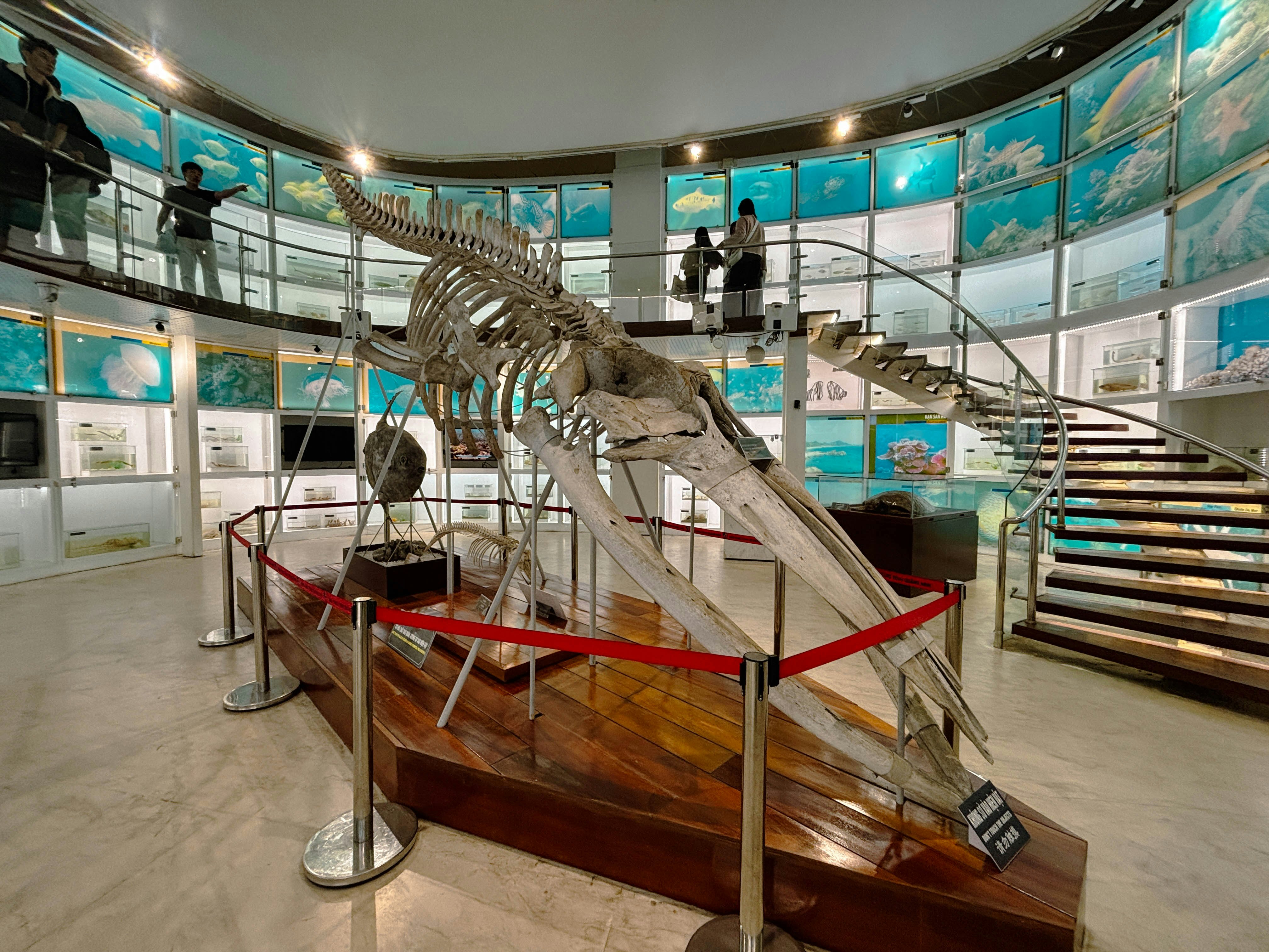 A whale skeleton on display at the Quang Ninh Museum in Halong City, Vietnam