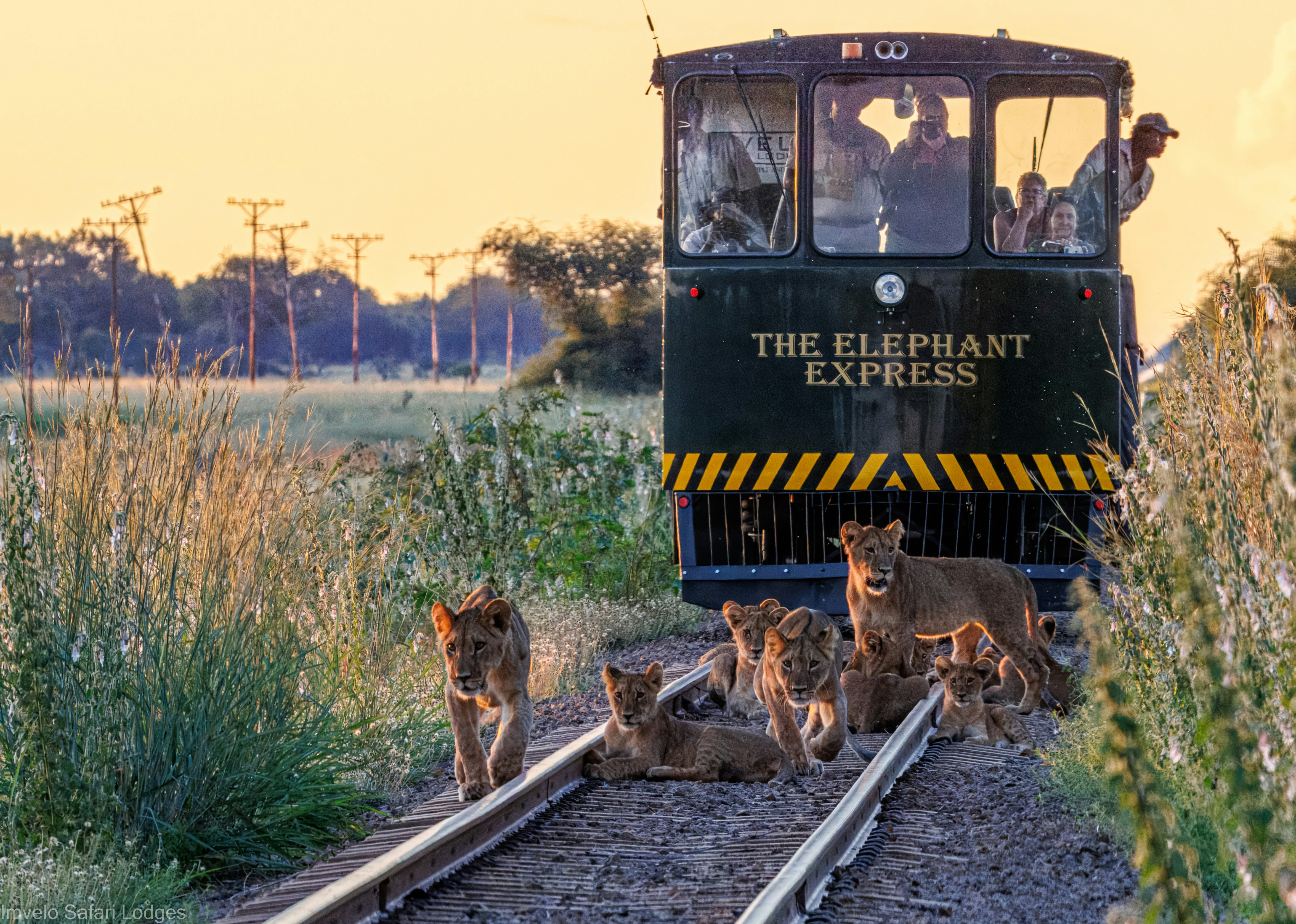 A small pride of young lions on a rail track with a train waiting for them to clear the rails. People gather at the front of the train to watch and take photos.
