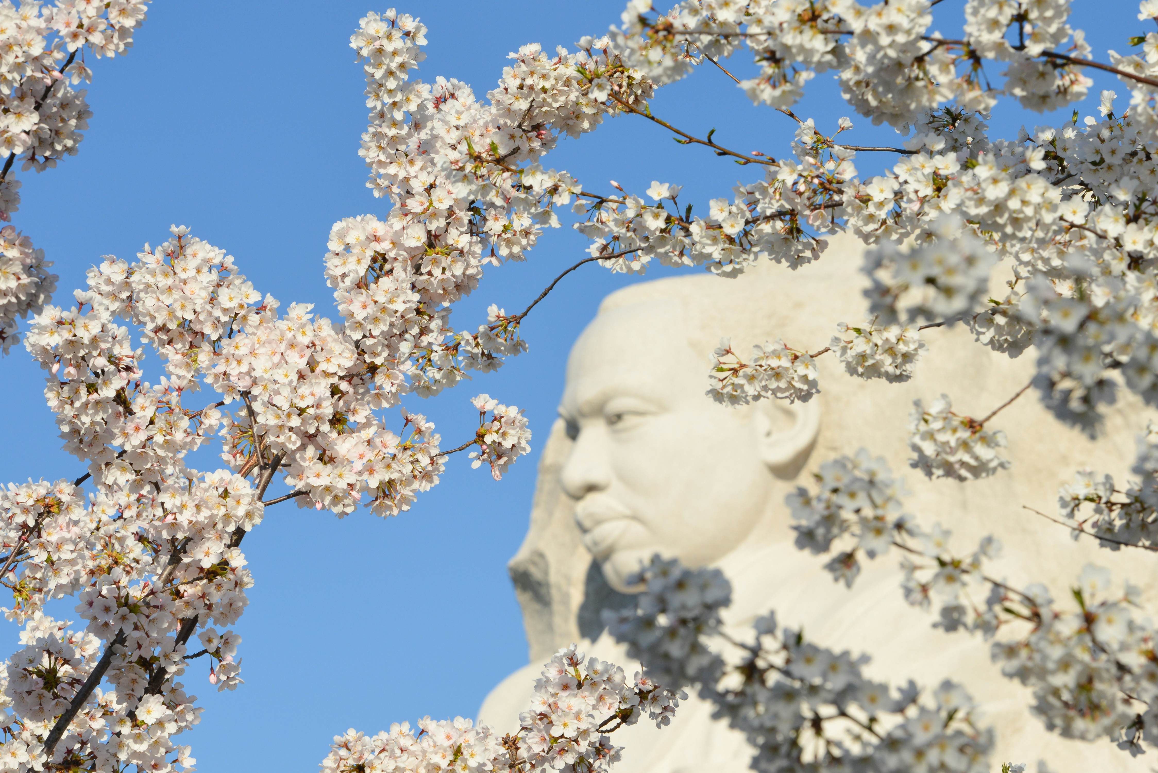 WASHINGTON DC - APRIL 11, 2014: The Martin Luther King Jr Memorial located on the National Mall on the Tidal Basin in Washington DC. The memorial opened to the public on August 22, 2011   License Type: media  Download Time: 2023-02-03T13:43:48.000Z  User: bhealy950  Is Editorial: Yes  purchase_order:   