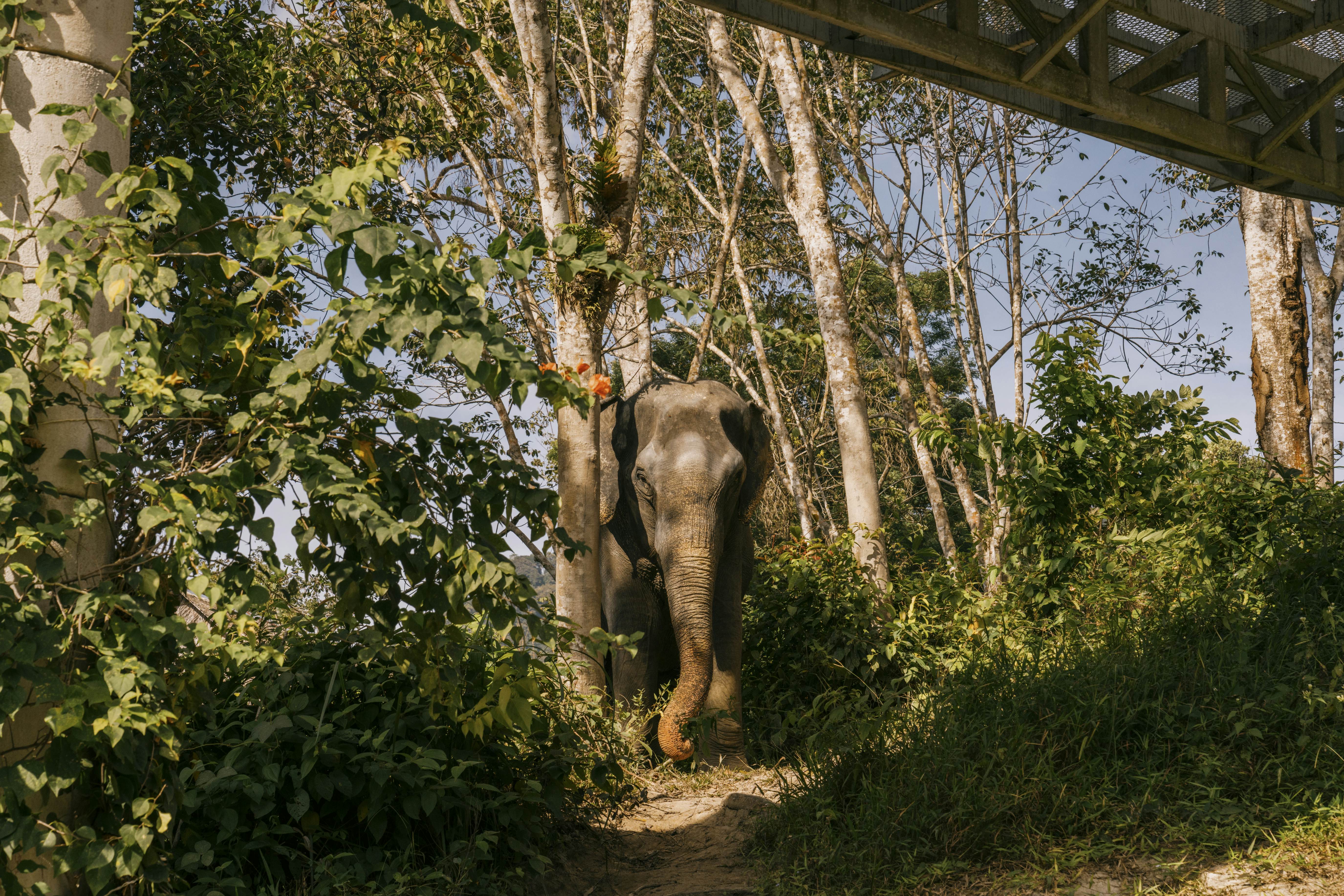 Phuket Elephant Sanctuary, Phuket
BIT 2026
PHUKET, THAILAND. DECEMBER 2024.