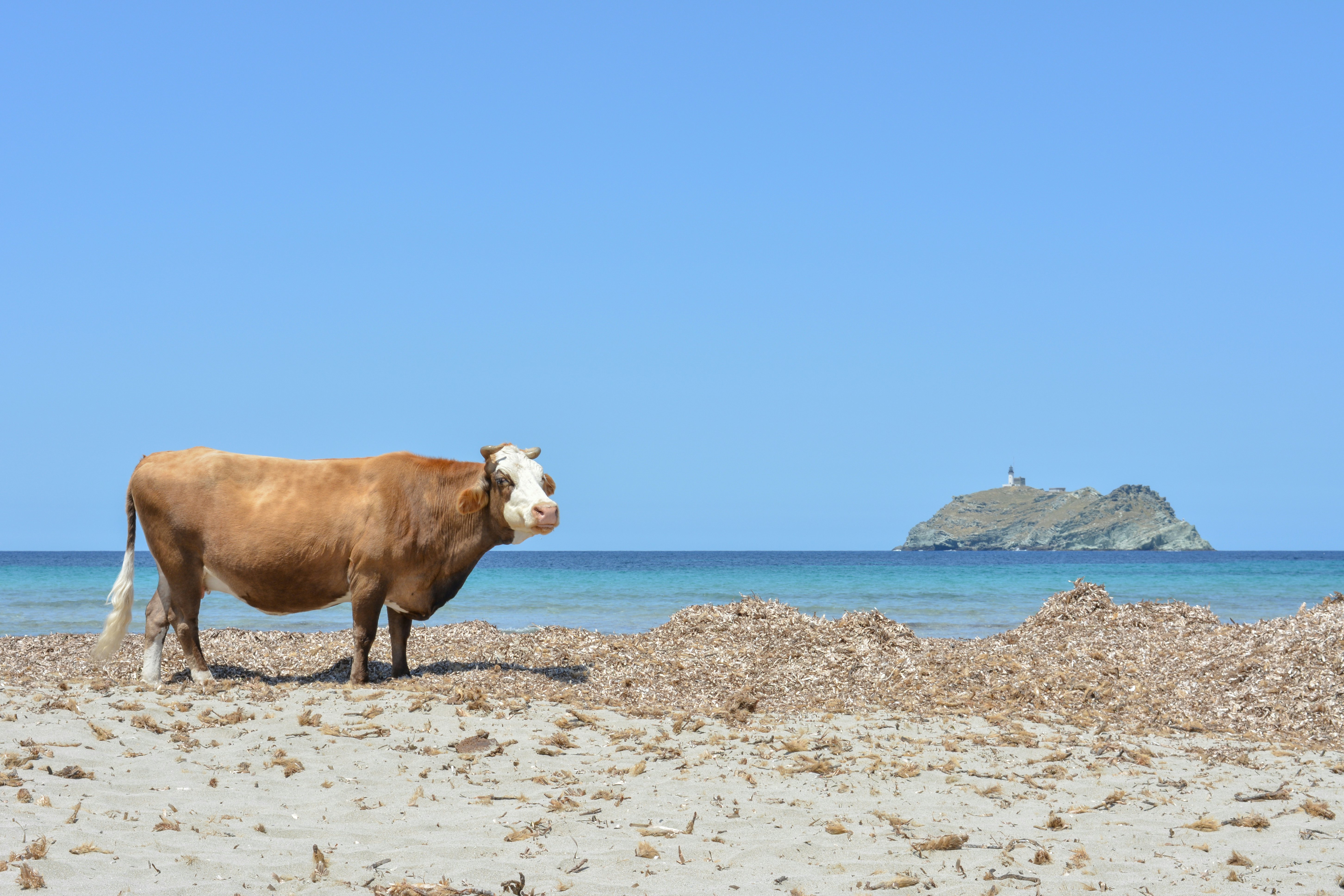A cow on the beach at Barcaggio, Cap Corse, with an island in the distance, Corsica, France.