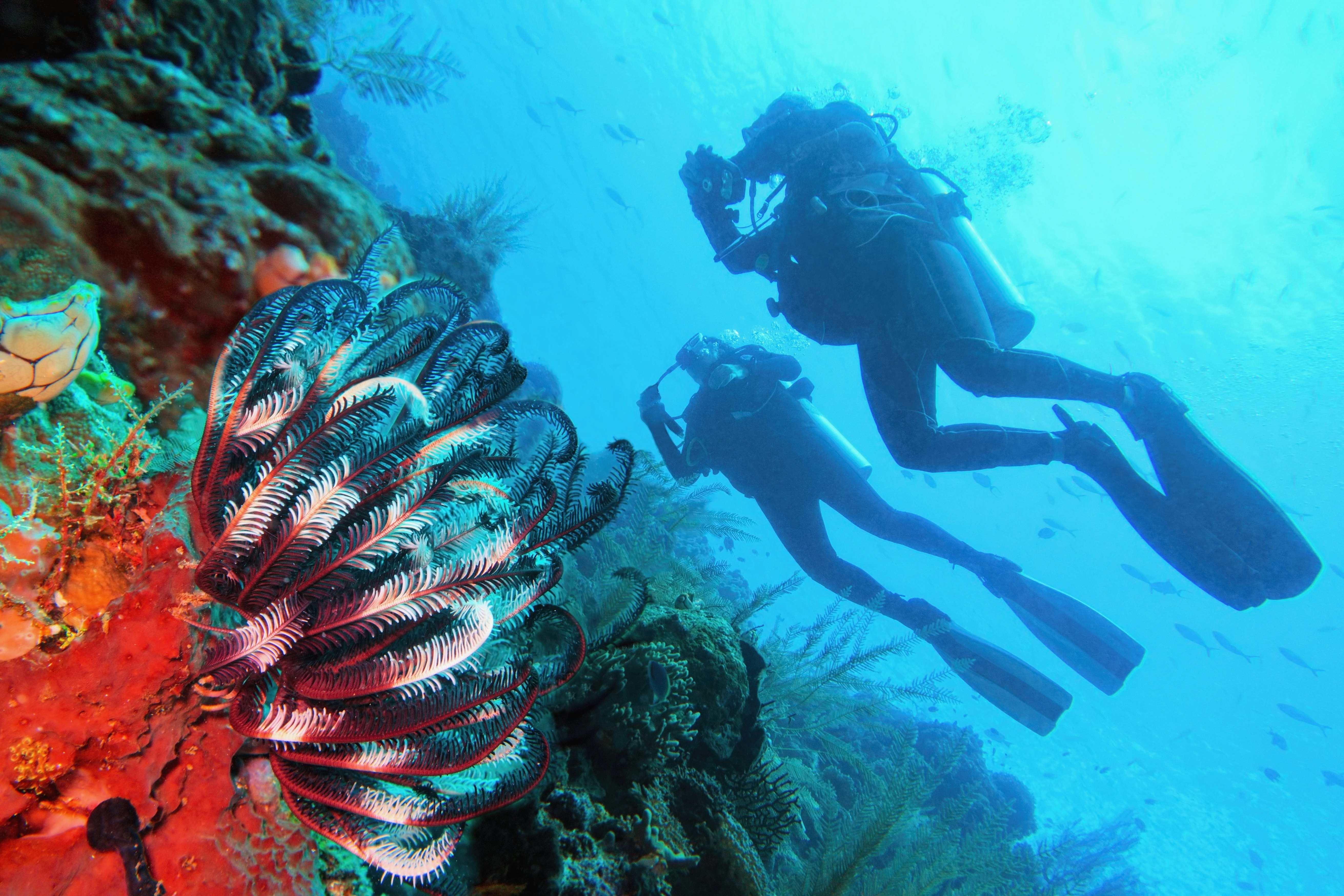 Two scuba divers are seen from below as they approach a coral reef with dazzlingly colored vegetation.