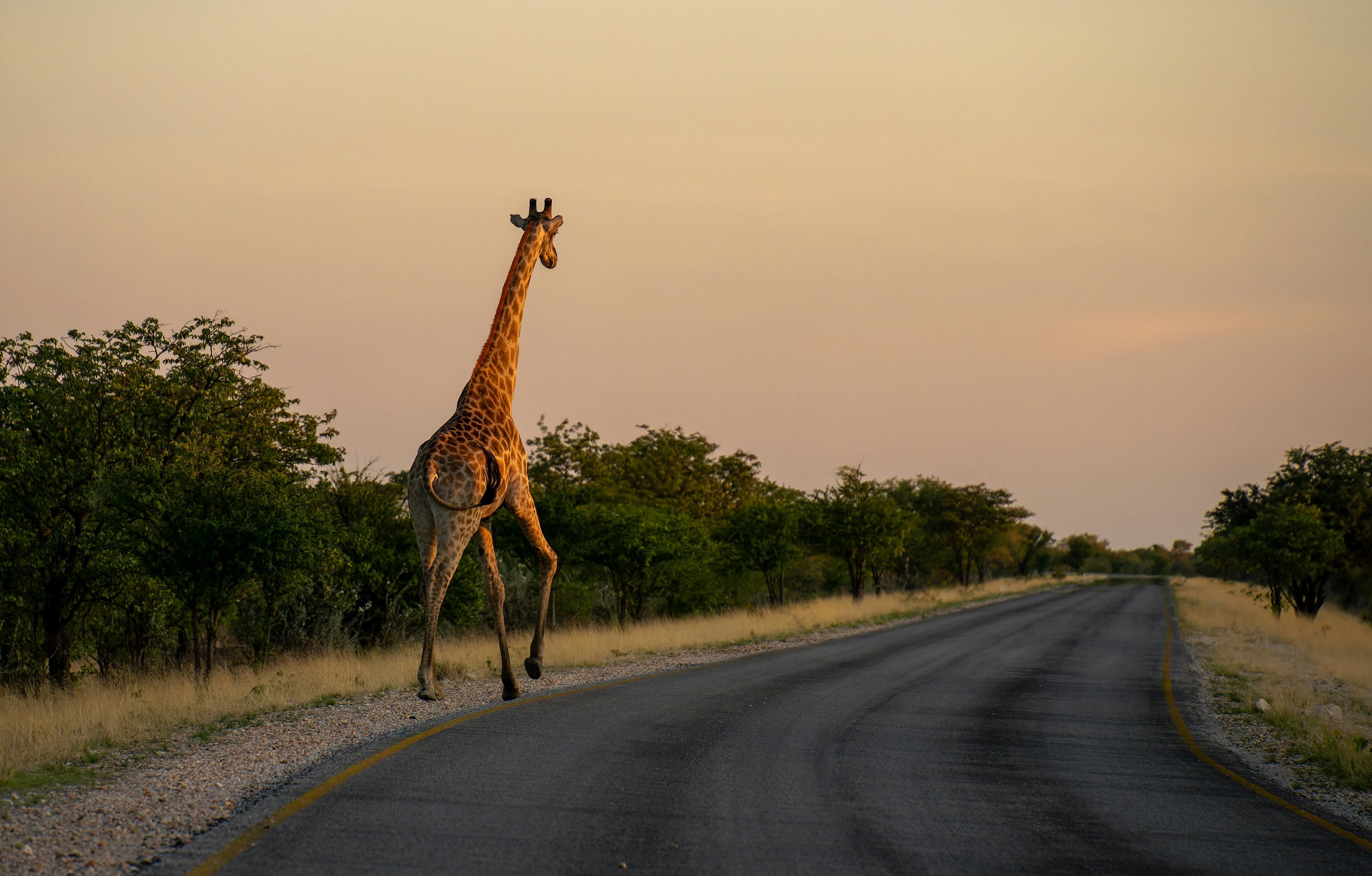 A giraffe walks by the side of a blacktop road at sunset.