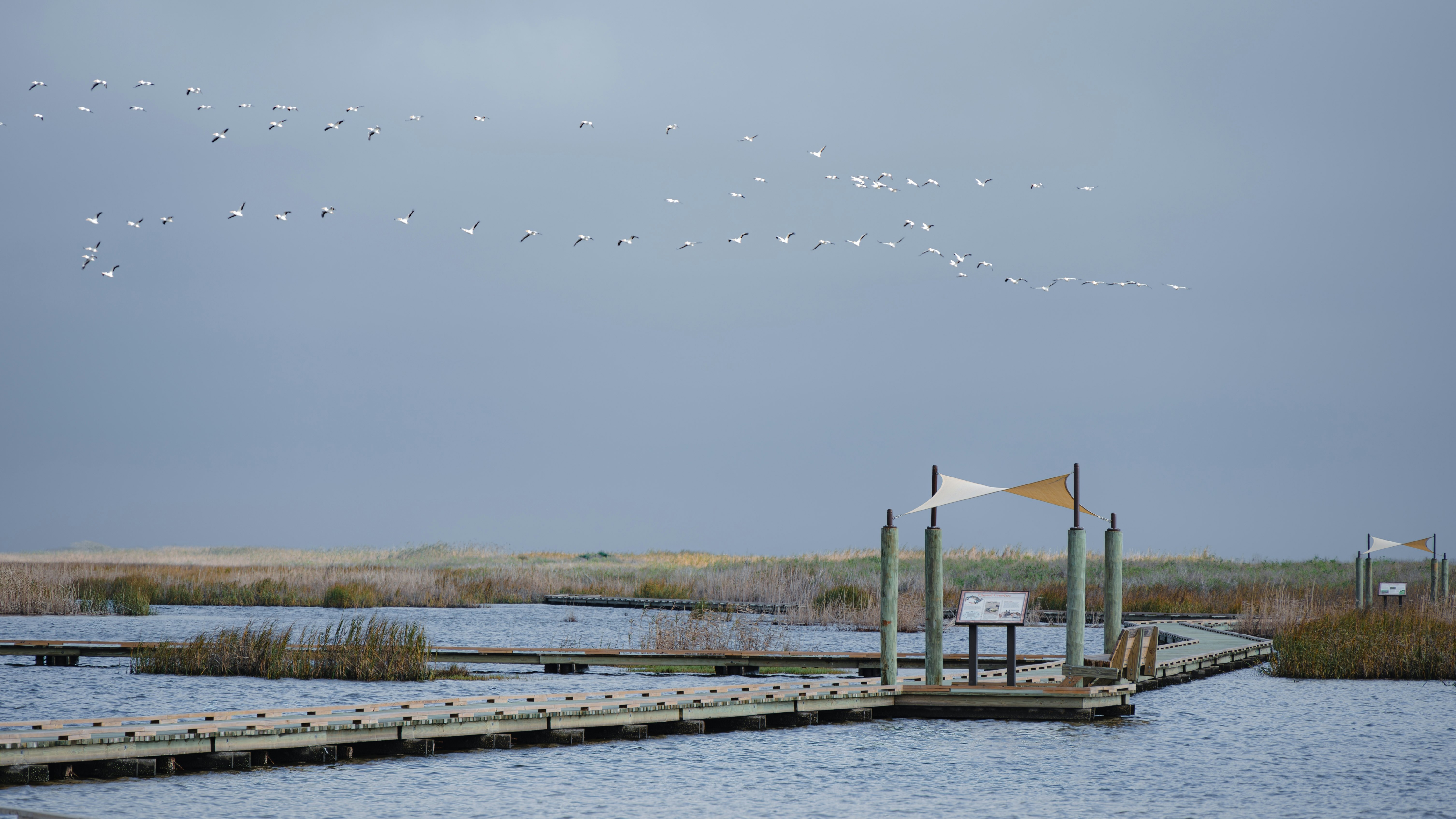 A wooden pathway leads across the water in a coastal wetland area. Birds fly in formation overhead.