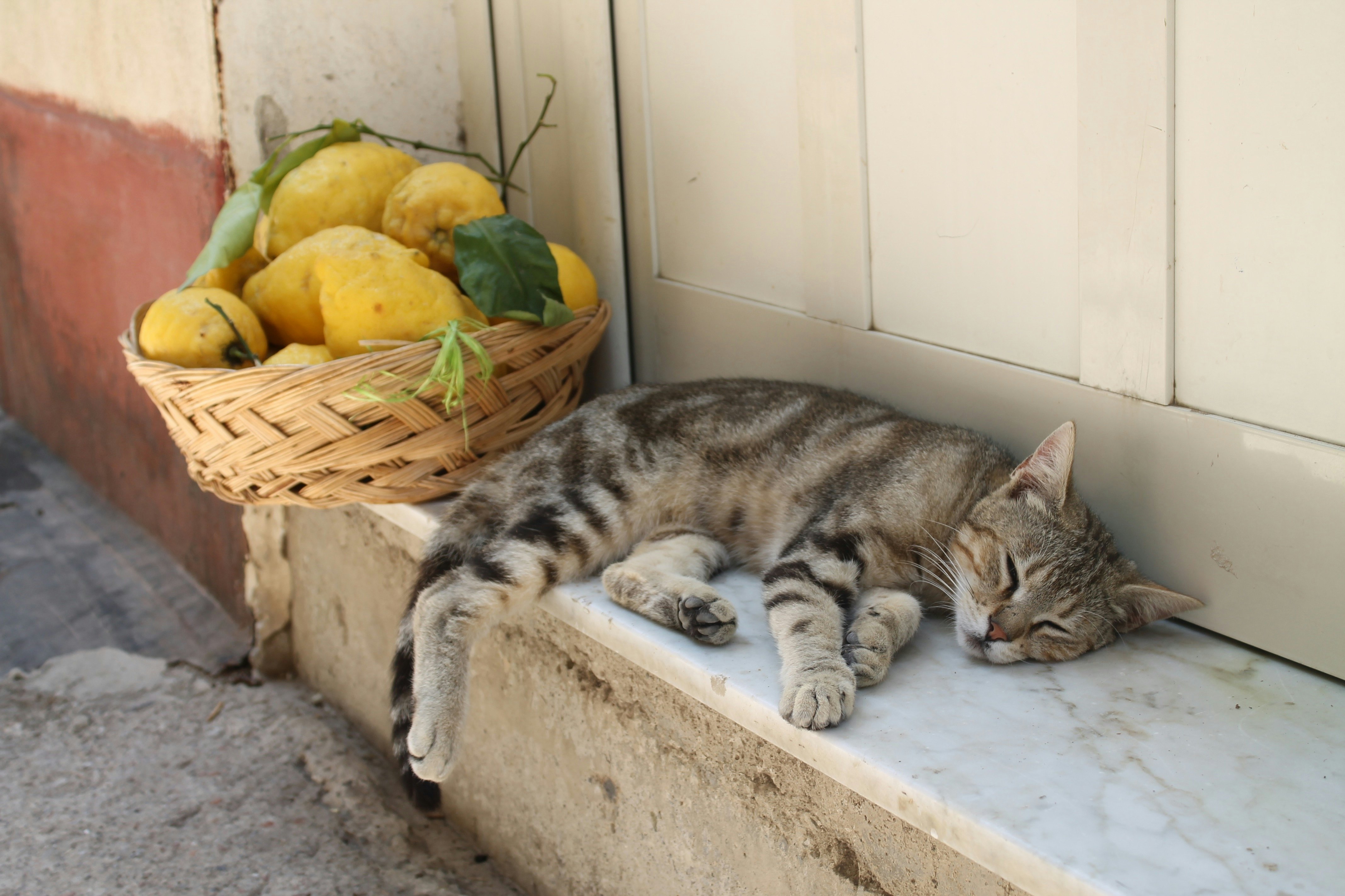 A stripy cat sleeping by a basket of lemons in Minori on the Amalfi Coast, Italy.