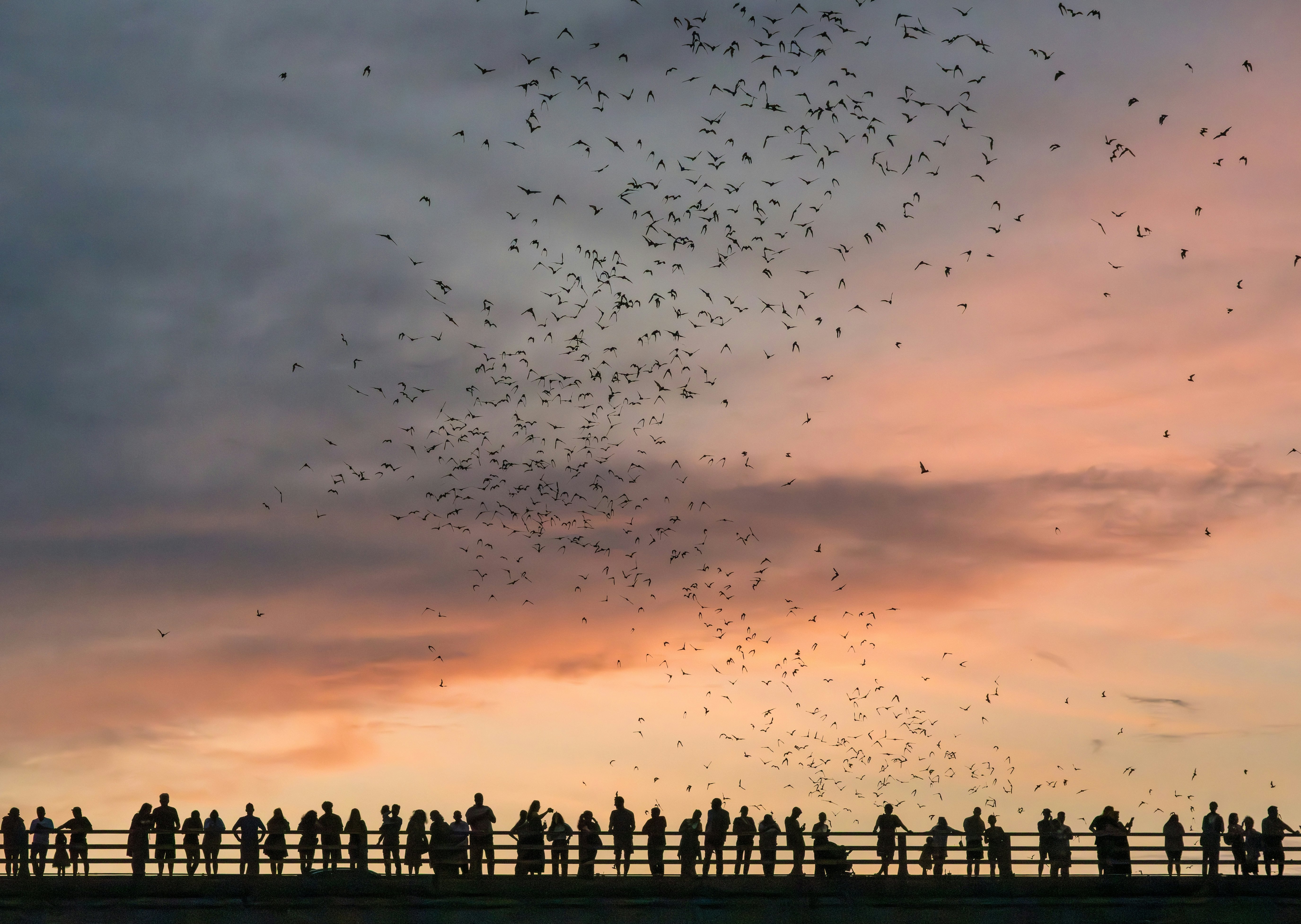 People standing in a row on a bridge are silhouetted by the dusk light as they watch thousands of as bats fly overhead.
