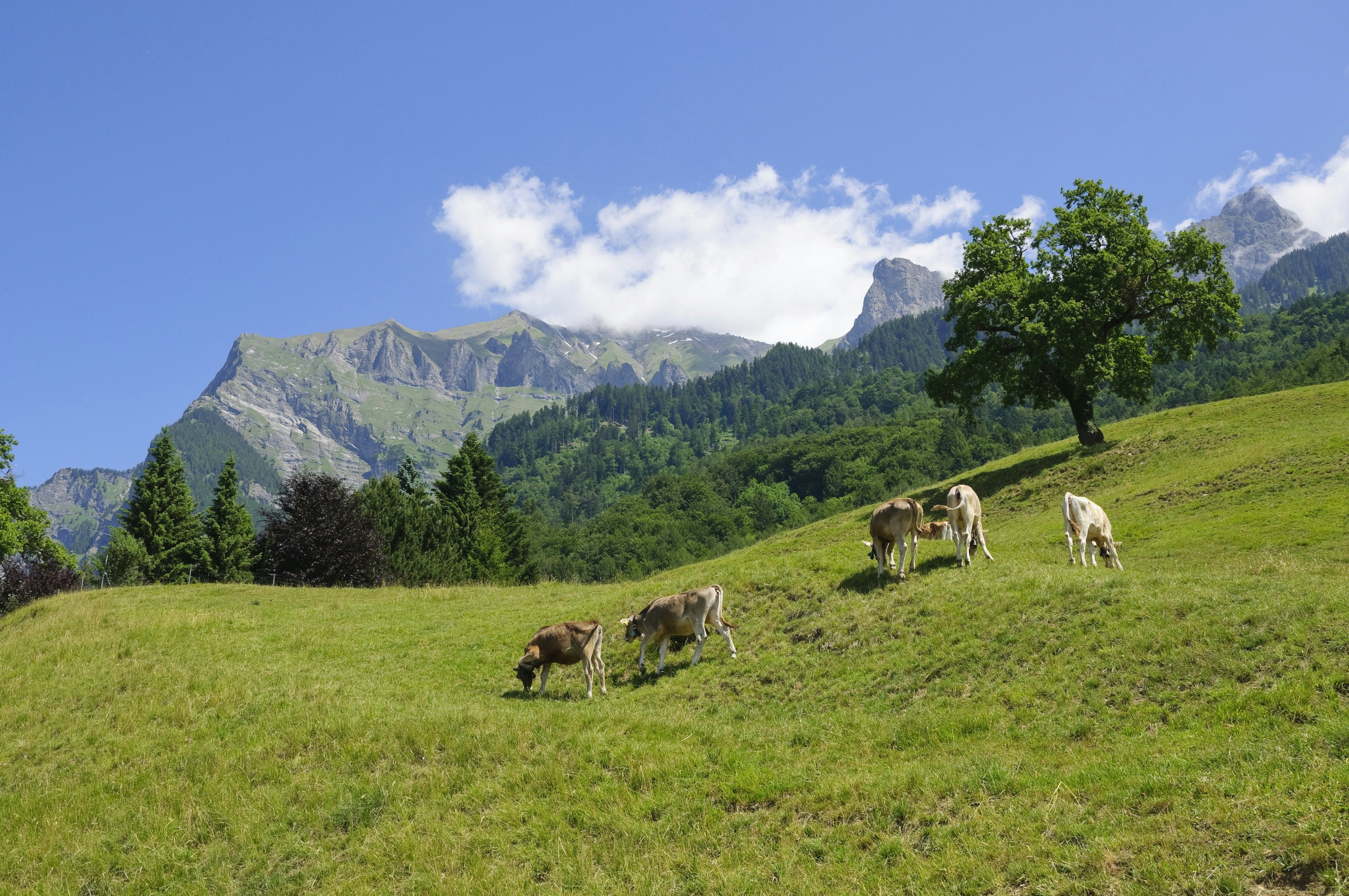 Cows in a mountain pasture on a summer's day.