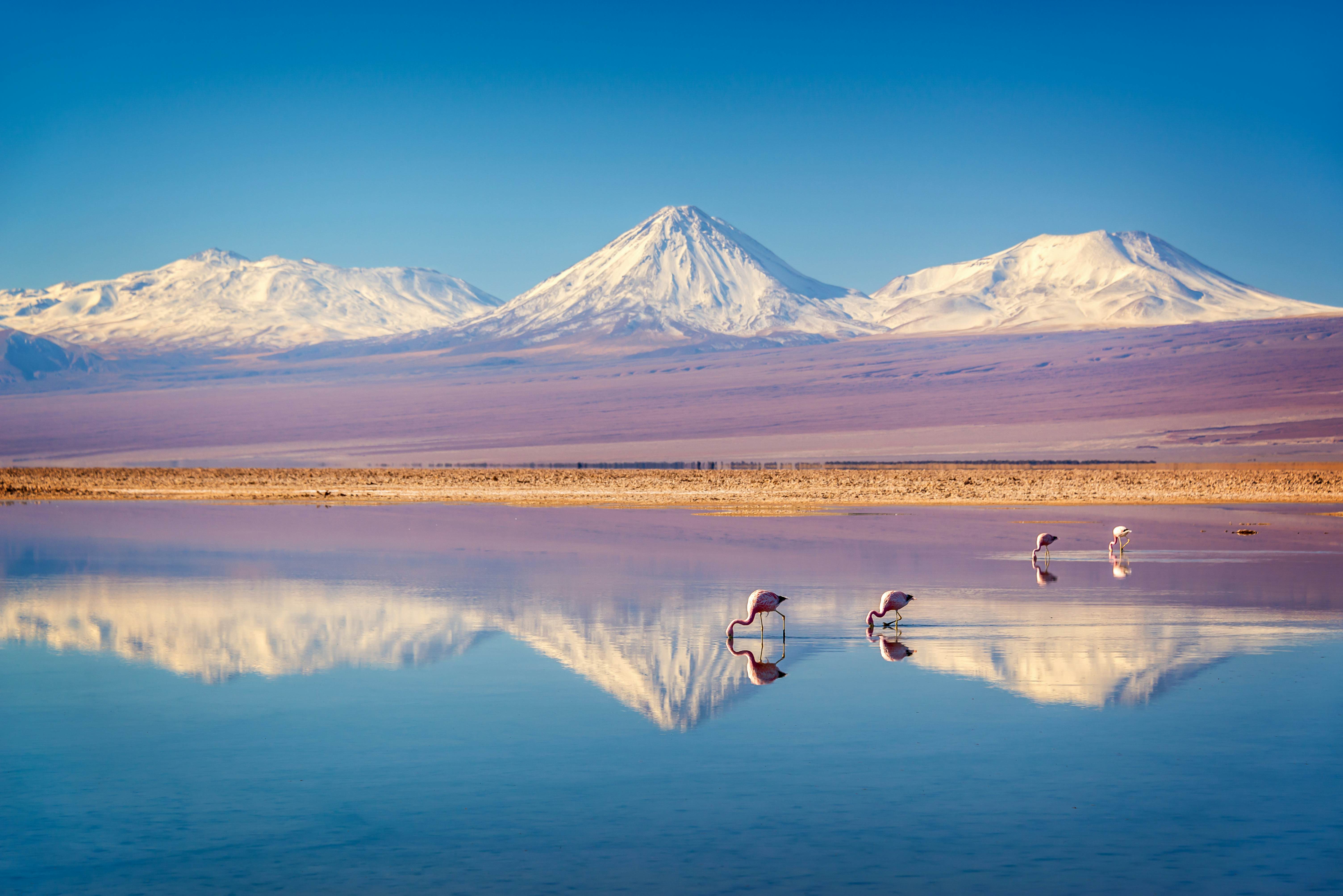 Snowy Licancabur volcano in Andes montains reflecting in the wate of Laguna Chaxa with Andean flamingos, Atacama salar, Chile, License Type: media, Download Time: 2025-05-22T13:30:12.000Z, User: lonelyplanetmedia, Editorial: false, purchase_order: 65050 - Digital Destinations and Articles, job: Global Publishing WIP, client: Global Publishing WIP, other: Pia Peterson Haggarty // SS Comp Ingestion