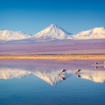 Snowy Licancabur volcano in Andes montains reflecting in the wate of Laguna Chaxa with Andean flamingos, Atacama salar, Chile, License Type: media, Download Time: 2025-05-22T13:30:12.000Z, User: lonelyplanetmedia, Editorial: false, purchase_order: 65050 - Digital Destinations and Articles, job: Global Publishing WIP, client: Global Publishing WIP, other: Pia Peterson Haggarty // SS Comp Ingestion