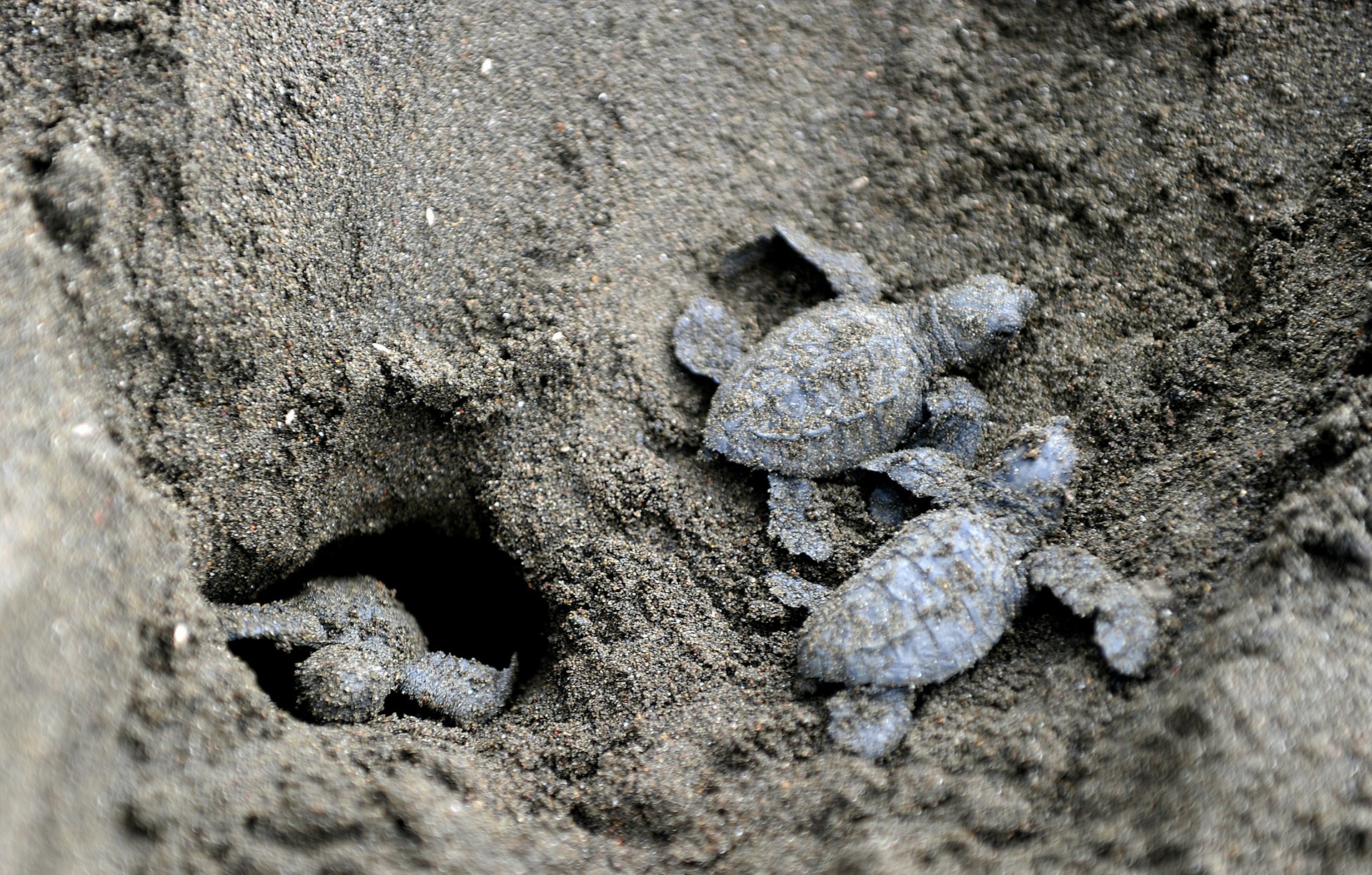  Baby olive ridley sea turtles on Ostional beach. Image by Yuri Cortez / AFP / Getty Images