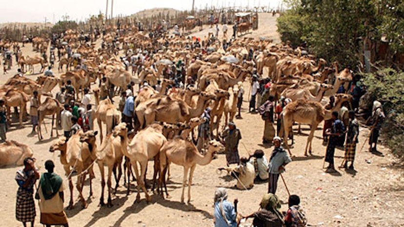 Features - Bati-camel-market