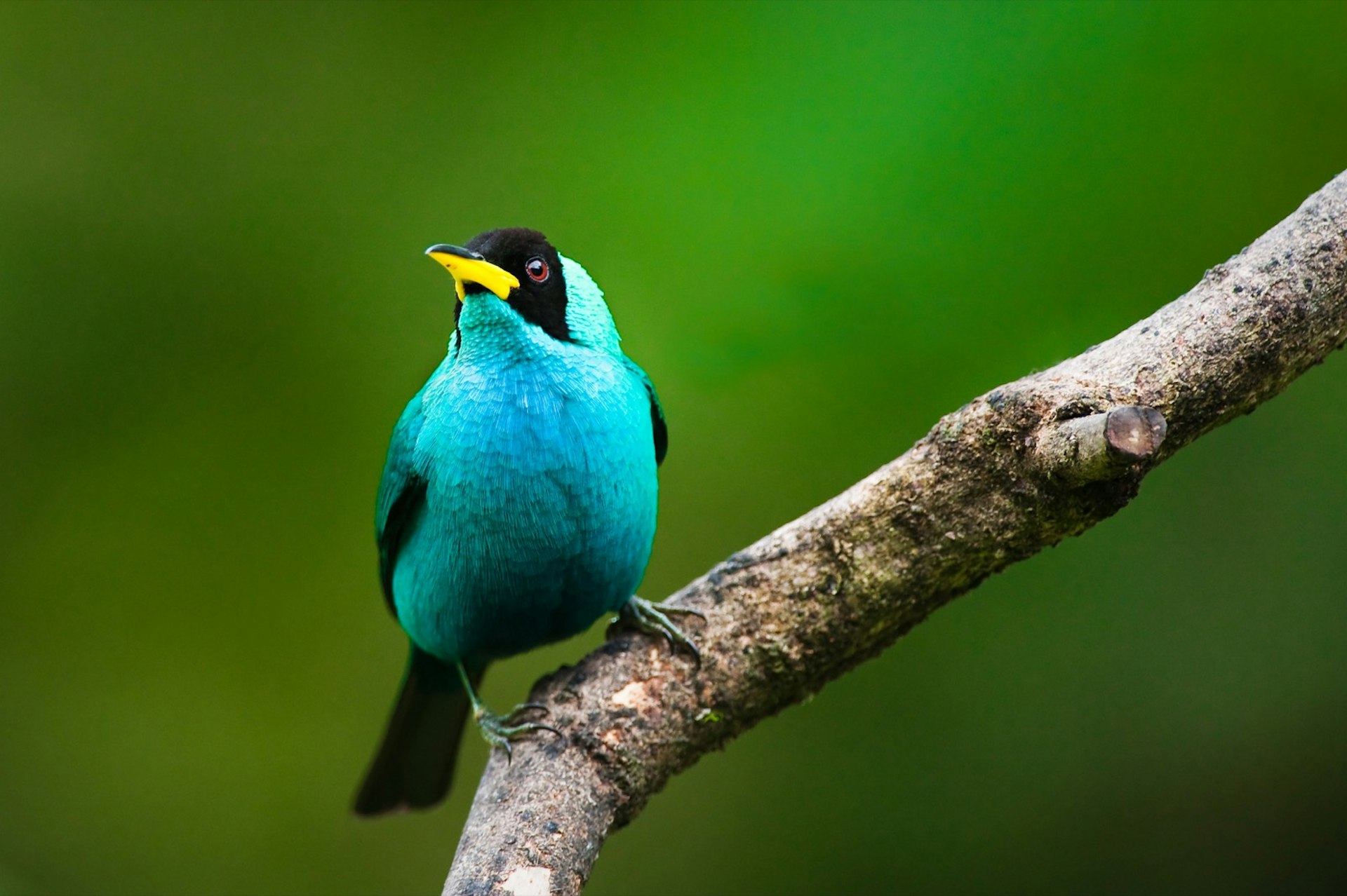 Green honeycreeper bird perched on a branch at the Asa Wright Nature Centre on the Caribbean Island of Trinidad. 