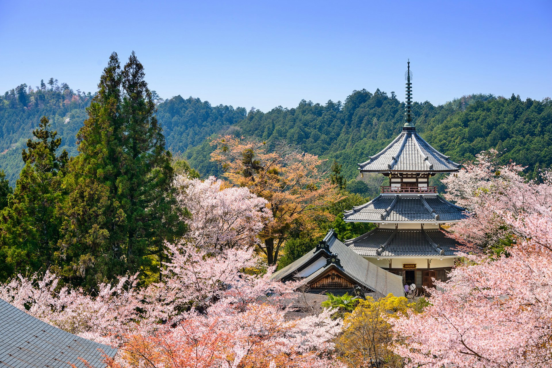 View of the pagoda of temple Kimpusen-ji surrounded by pink cherry blossoms and greenery in Yoshino © Sean Pavone / Shutterstock