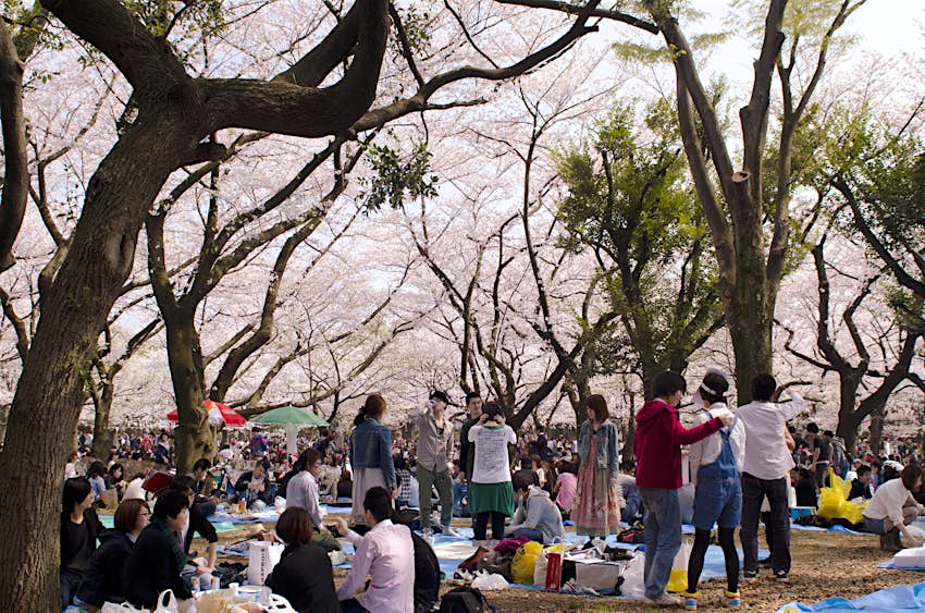 Many groups gather for picnics under a canopy of pink cherry blossom trees in Tokyo's Yoyogi-kōen © William Allum / Shutterstock